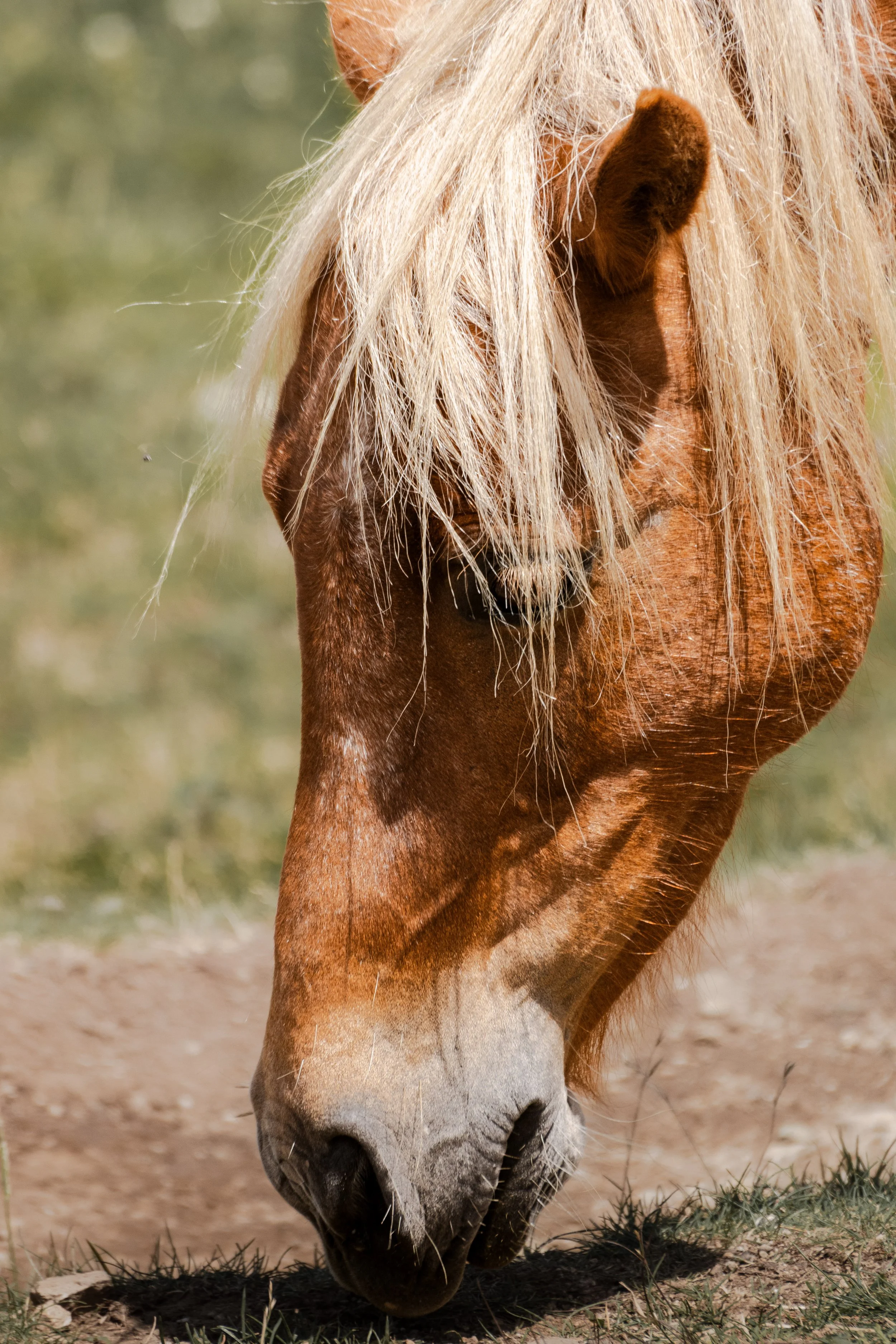Highlands Pony.jpg