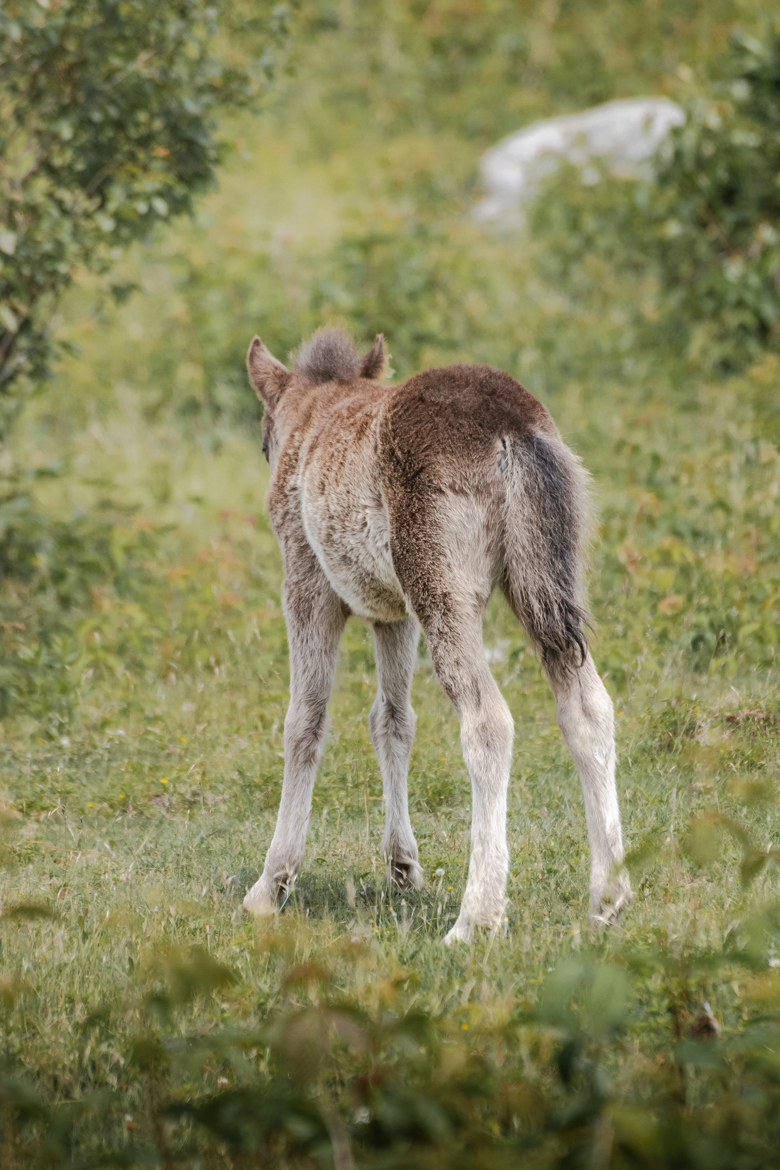 Highlands Pony2.jpg