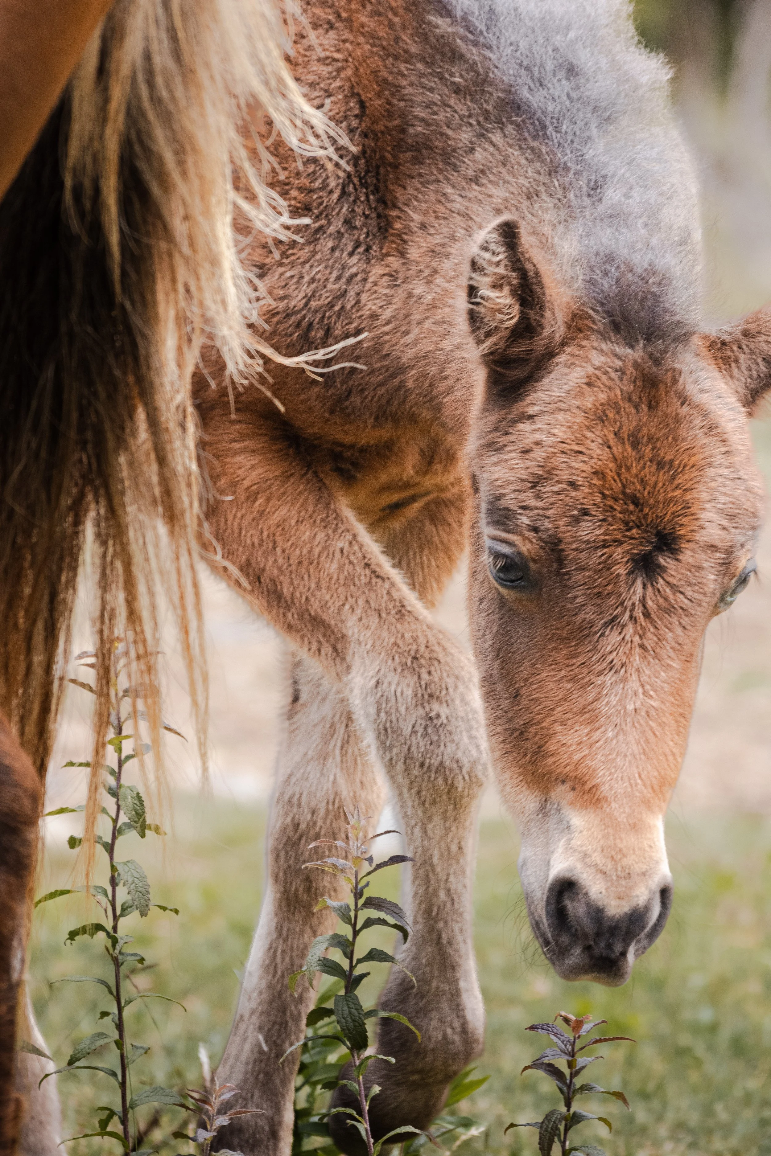Highlands Pony10.jpg