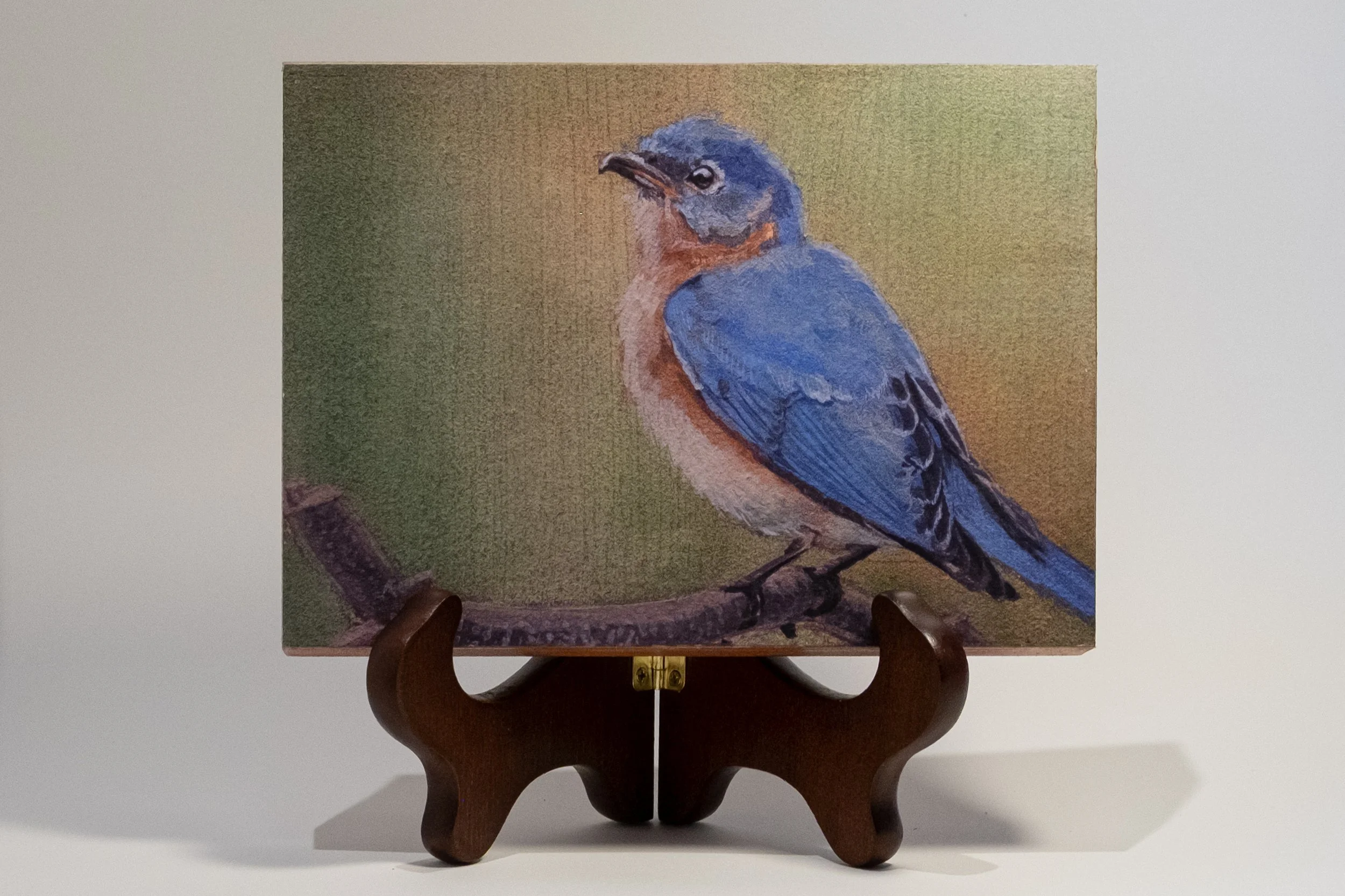 Eastern Bluebird Front.jpg