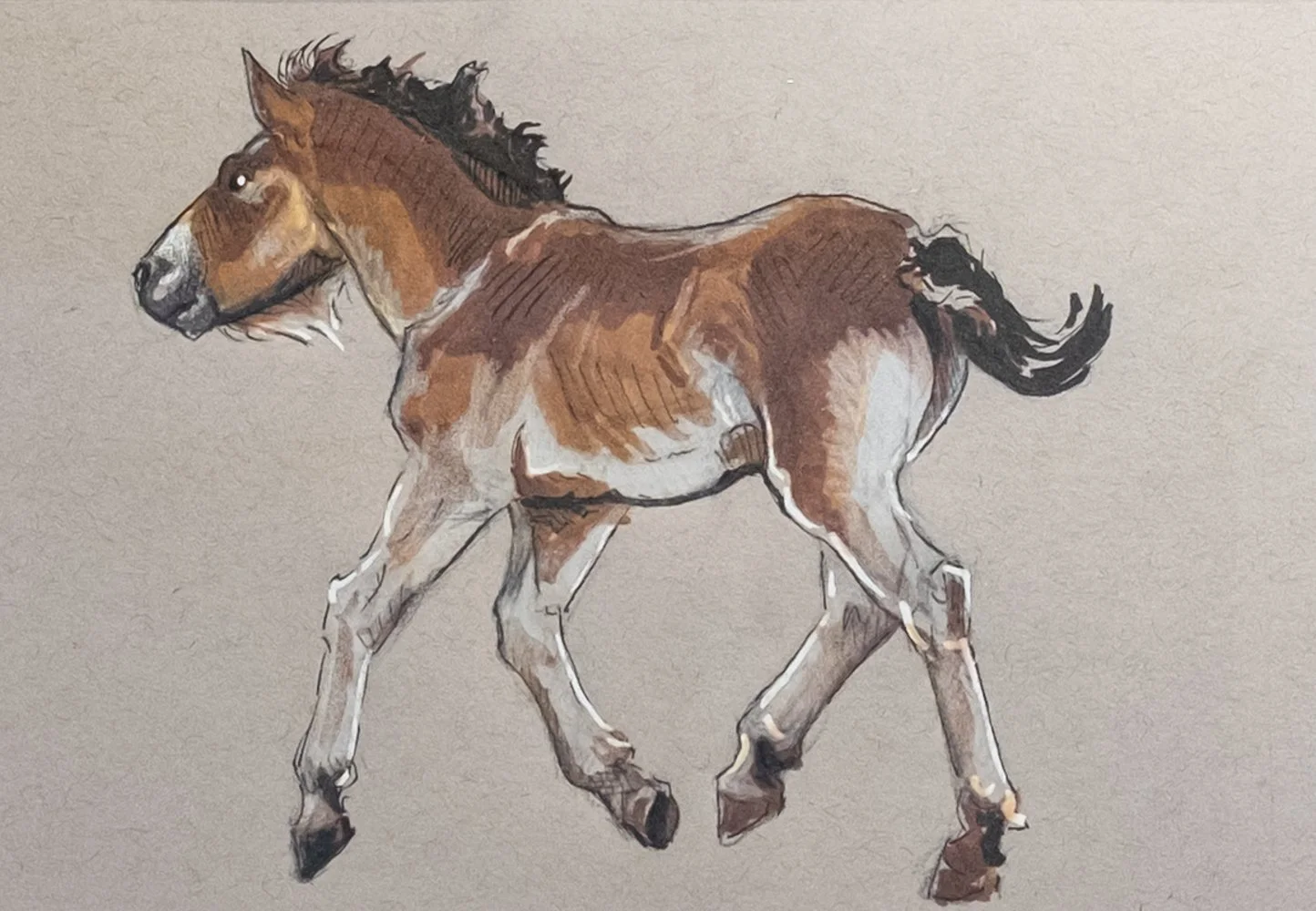 Exmoor Foal Sketch Detail.jpg