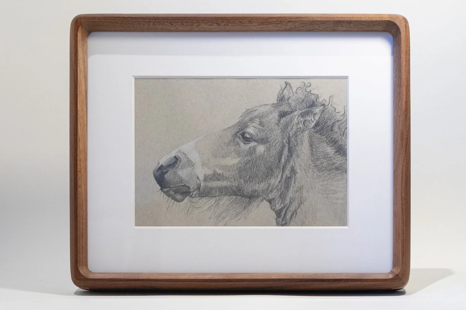 Exmoor Foal Front.jpg