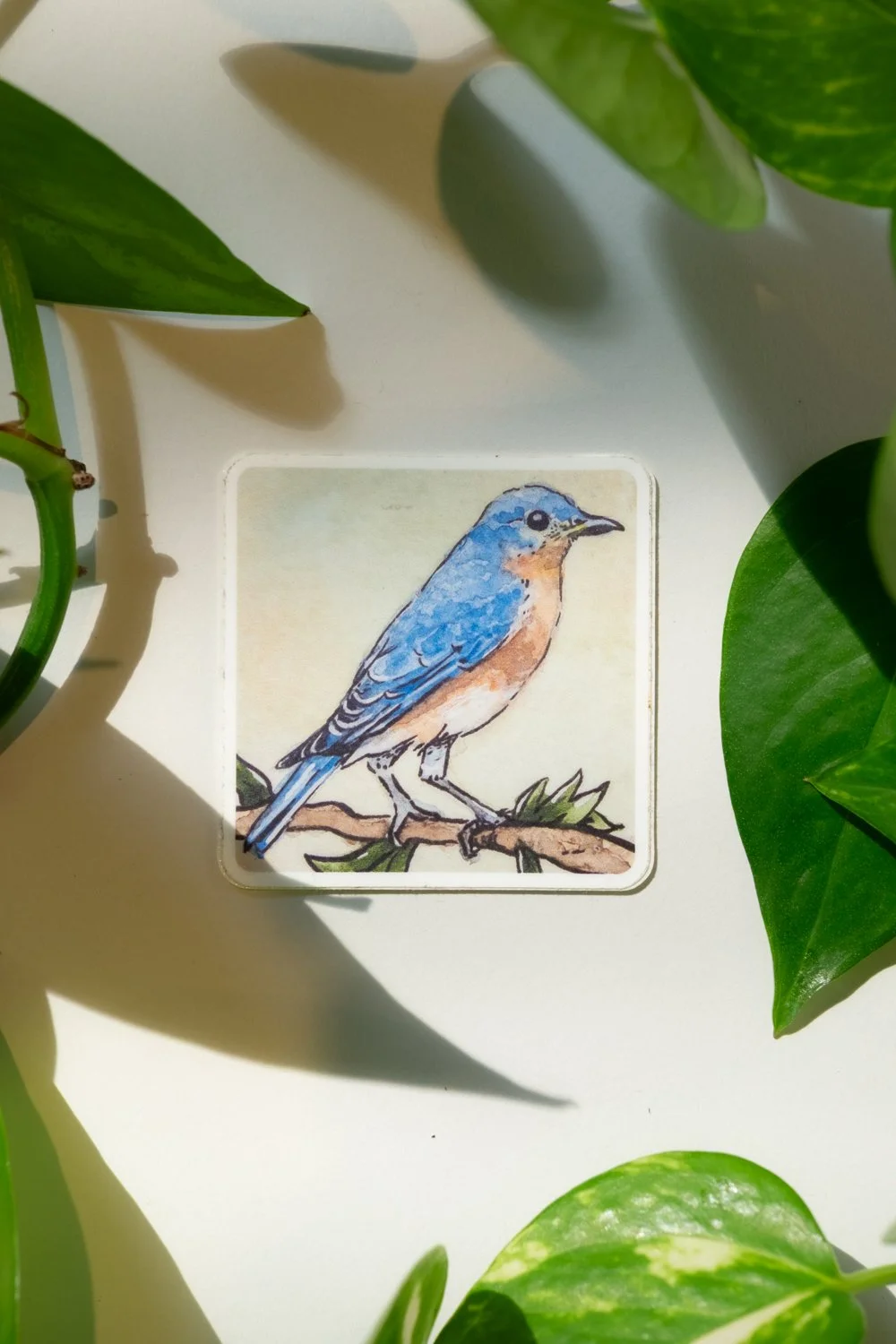 "Watercolor Eastern Bluebird" Sticker