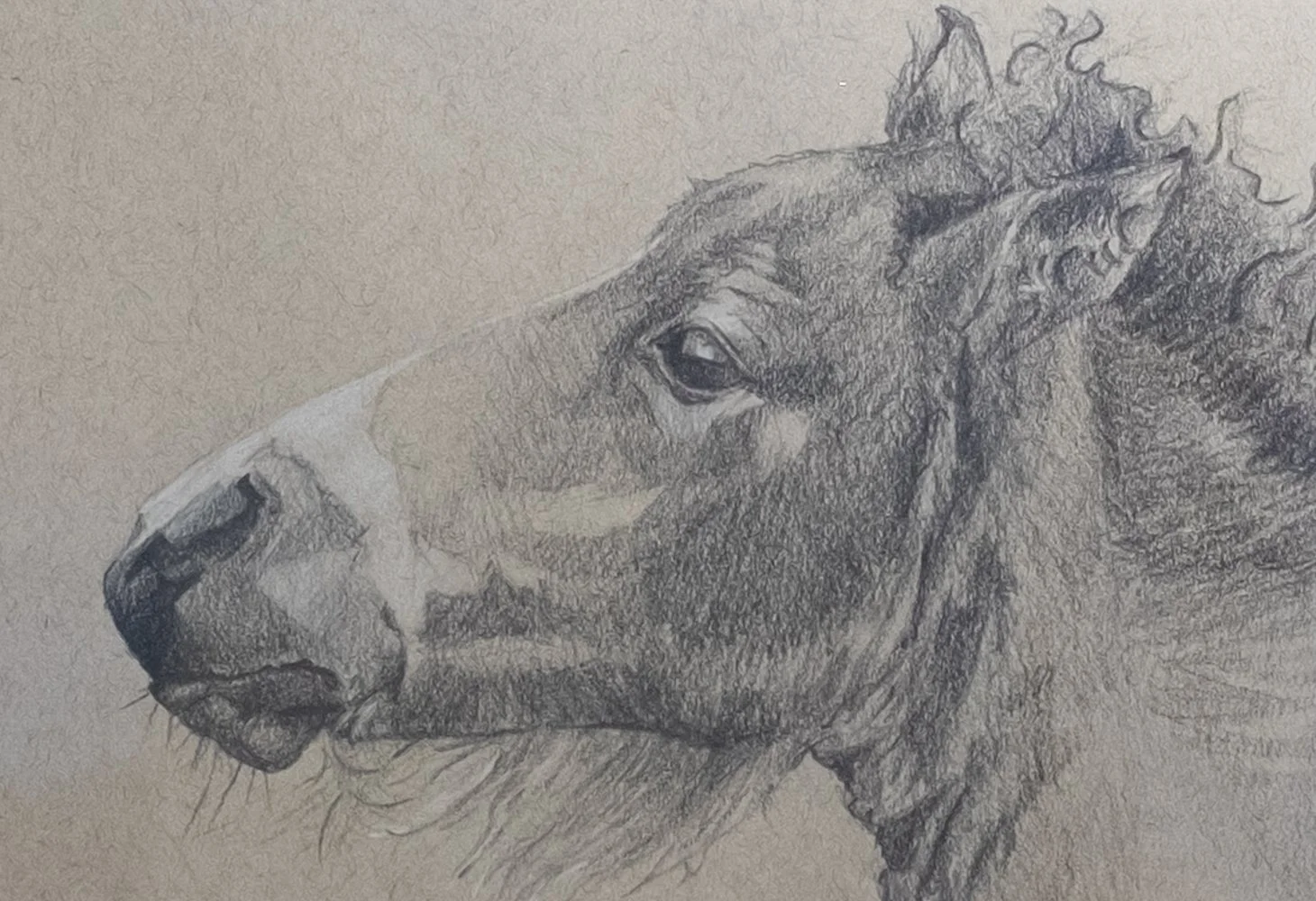 Exmoor Foal Detail.jpg