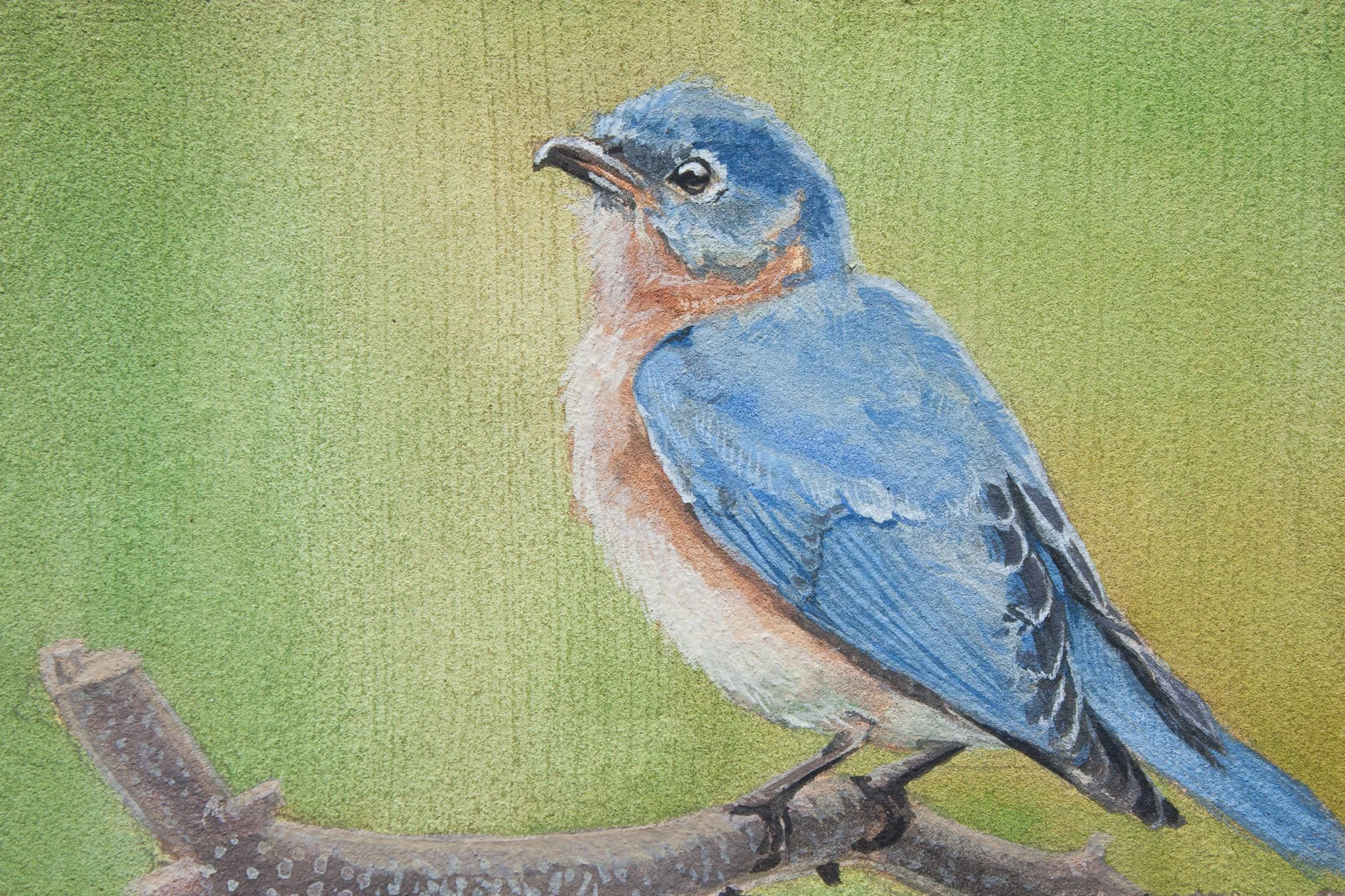"Eastern Bluebird" Original Painting