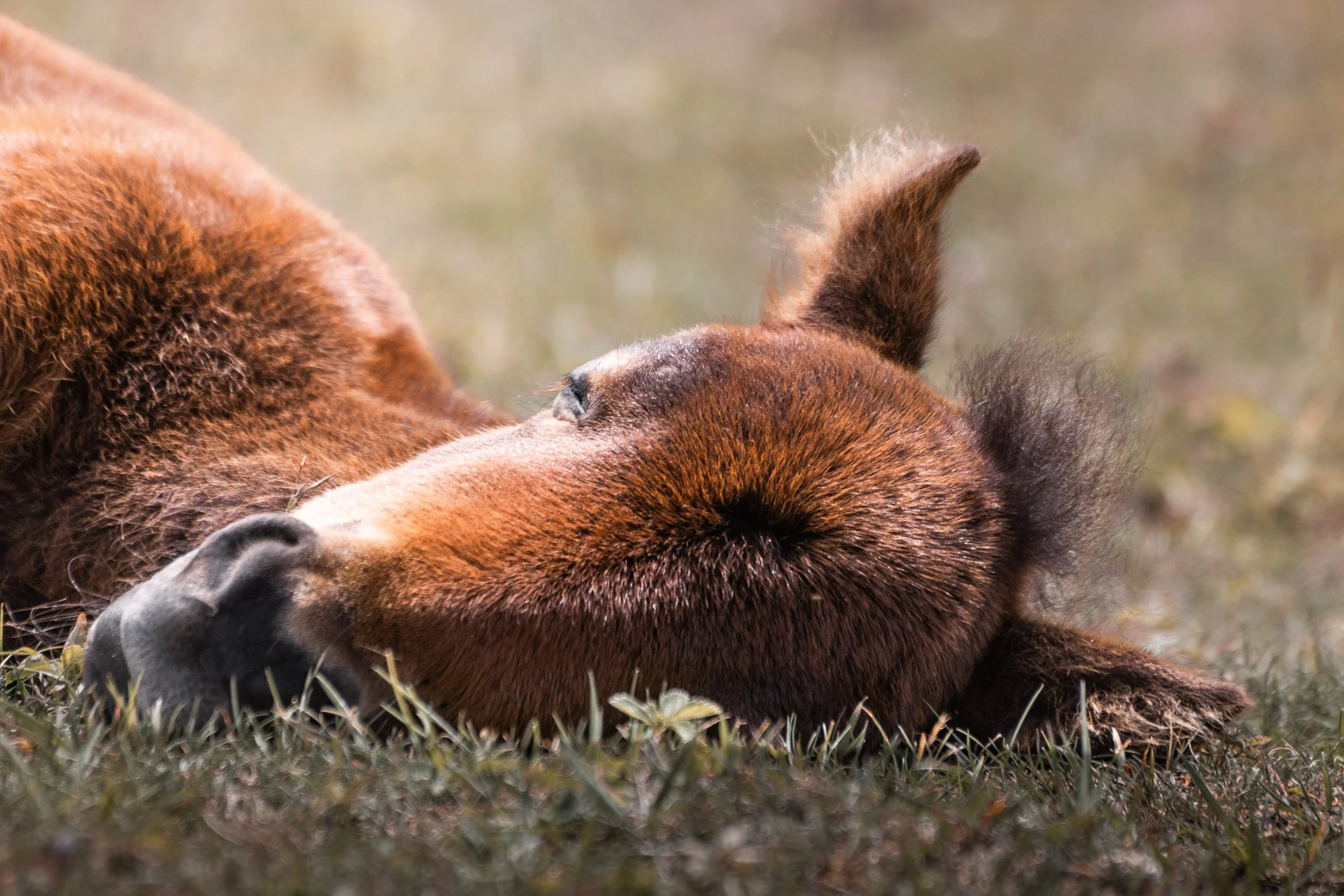 Highlands Pony4.jpg
