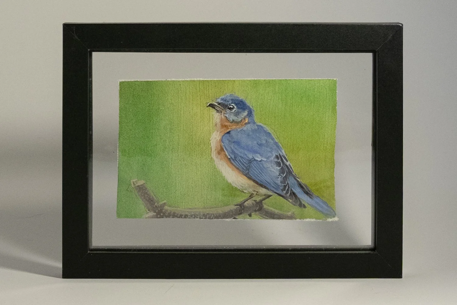 Eastern Bluebird Front.jpg