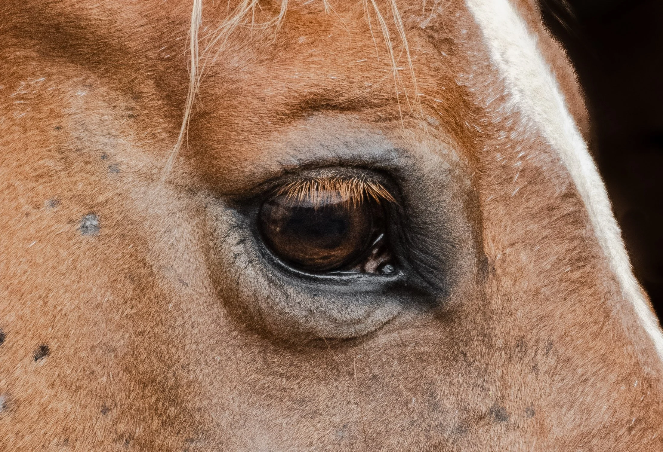Eye.jpg
