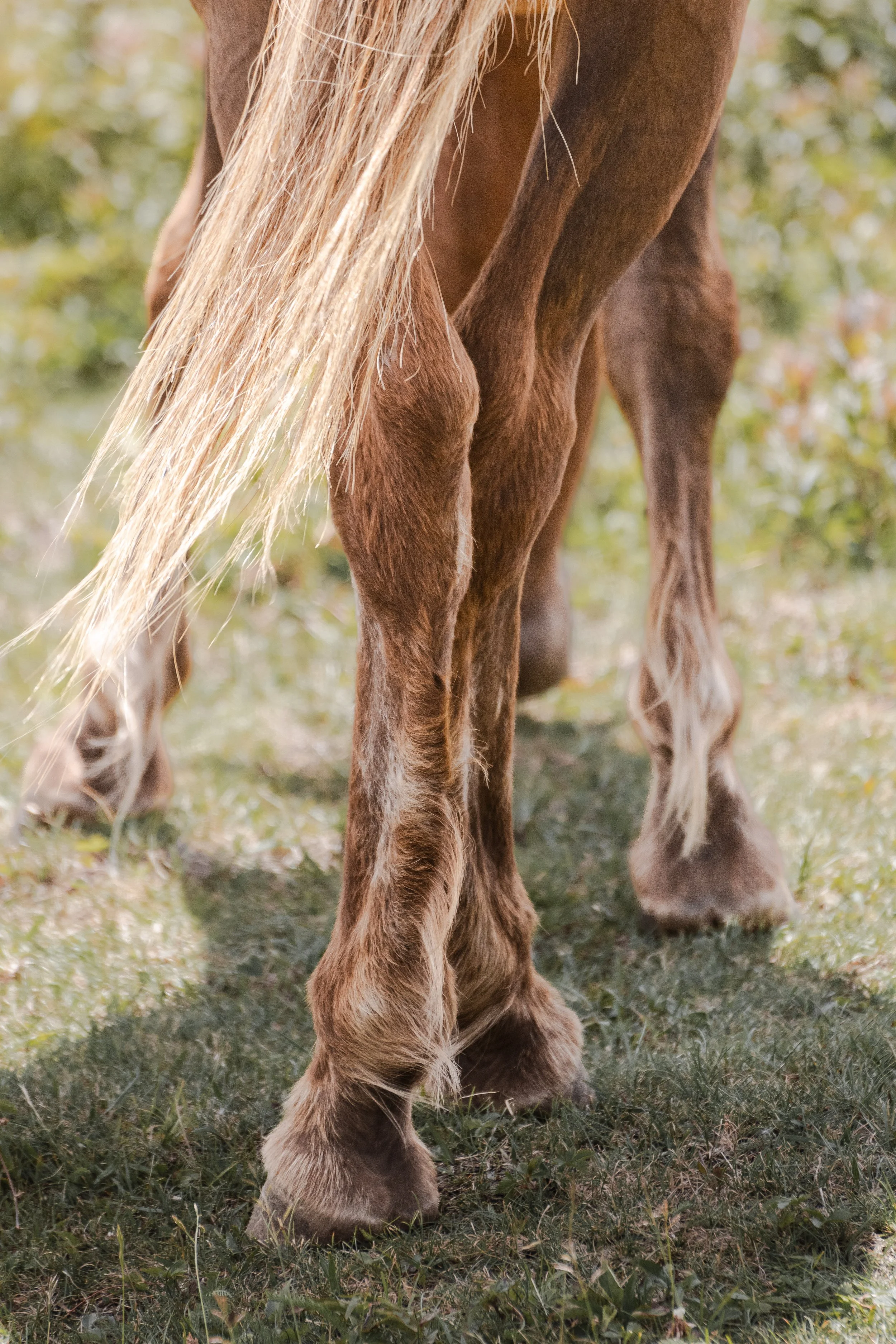 Highlands Pony7.jpg