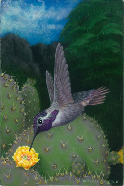 calyptae-costae.jpg