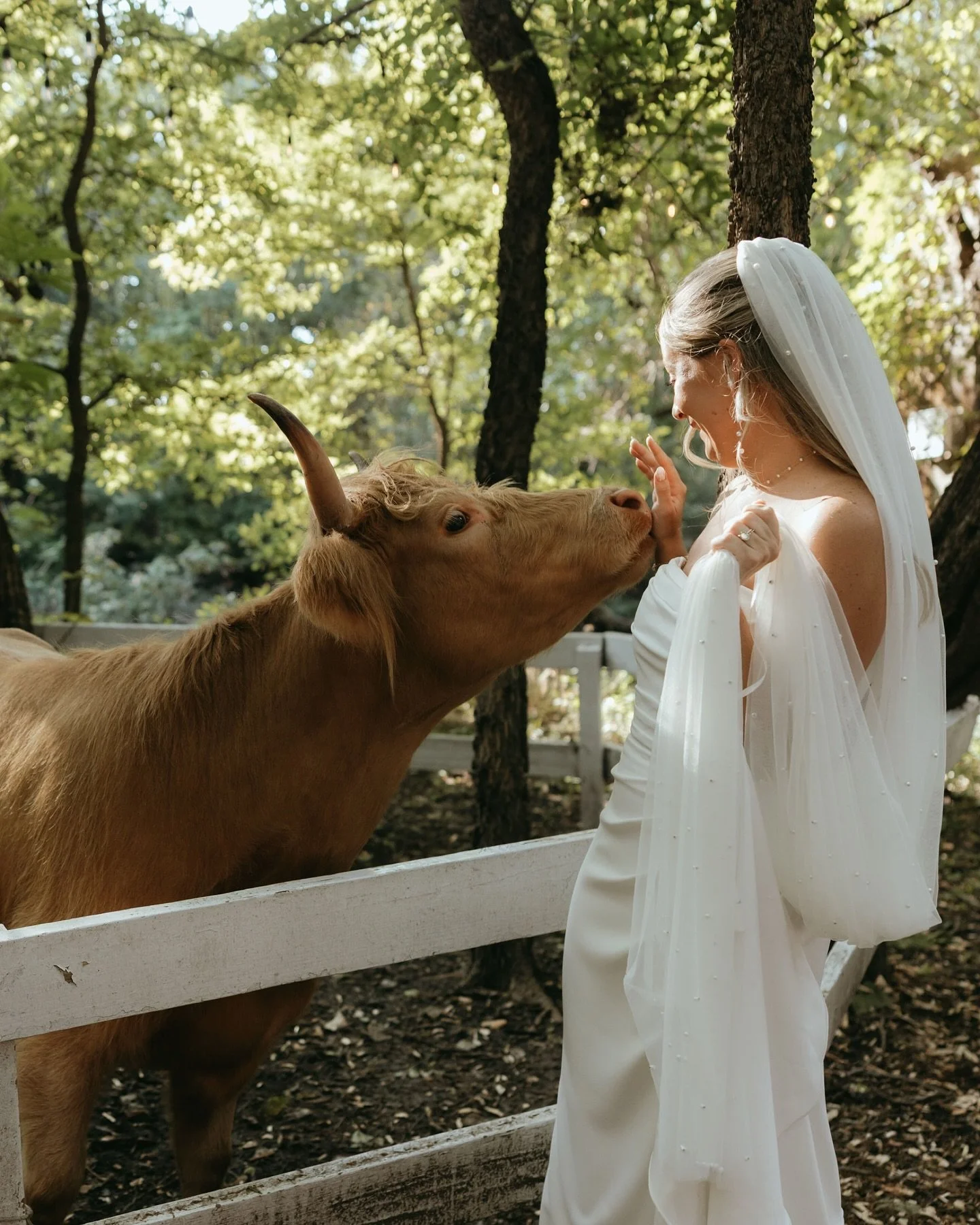 Love was in the air &amp; so were a few friendly snout boops 🐮🌾💛

This wedding had the sweetest surprises, including some unforgettable guests of the four-legged variety!
