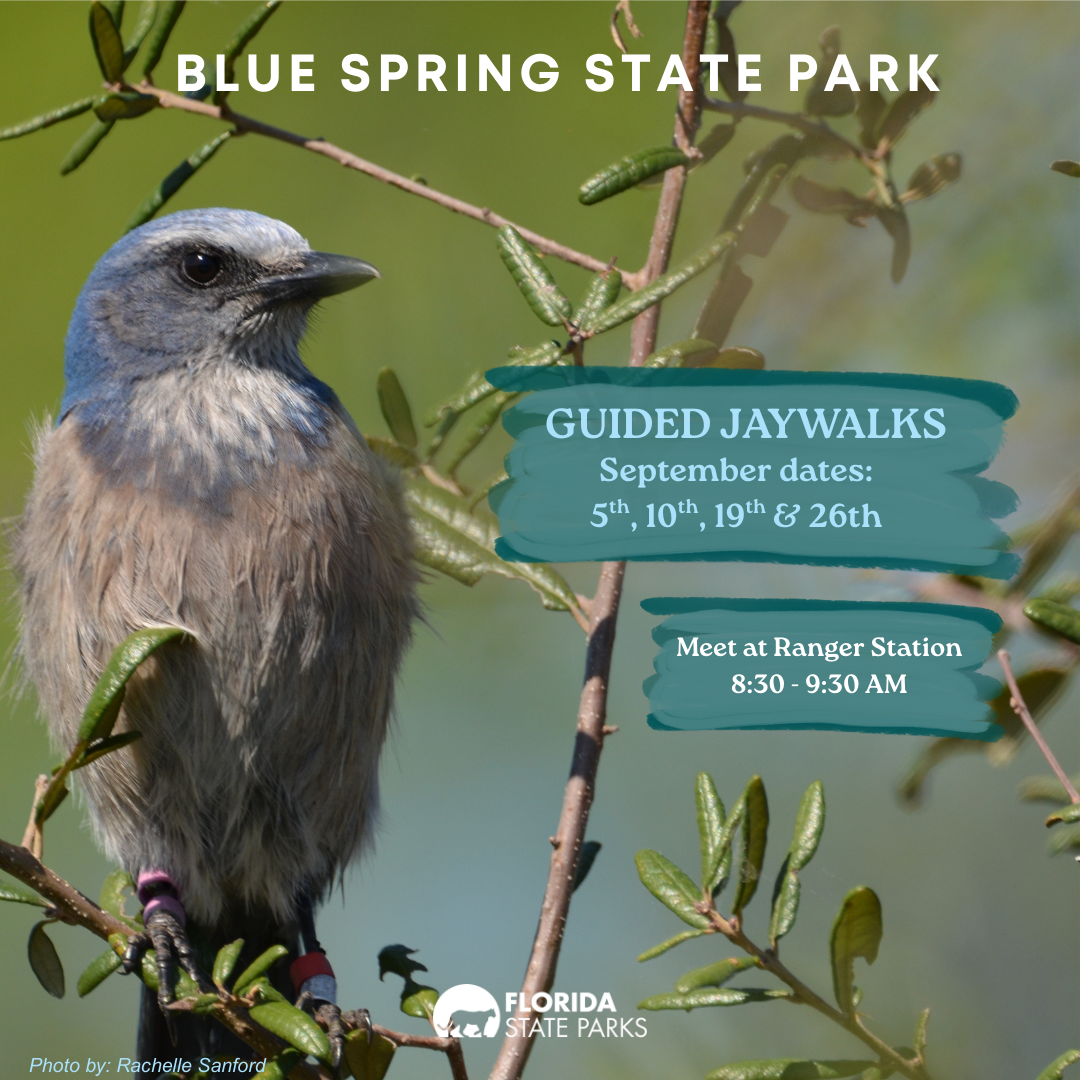 Guided Jay Walk