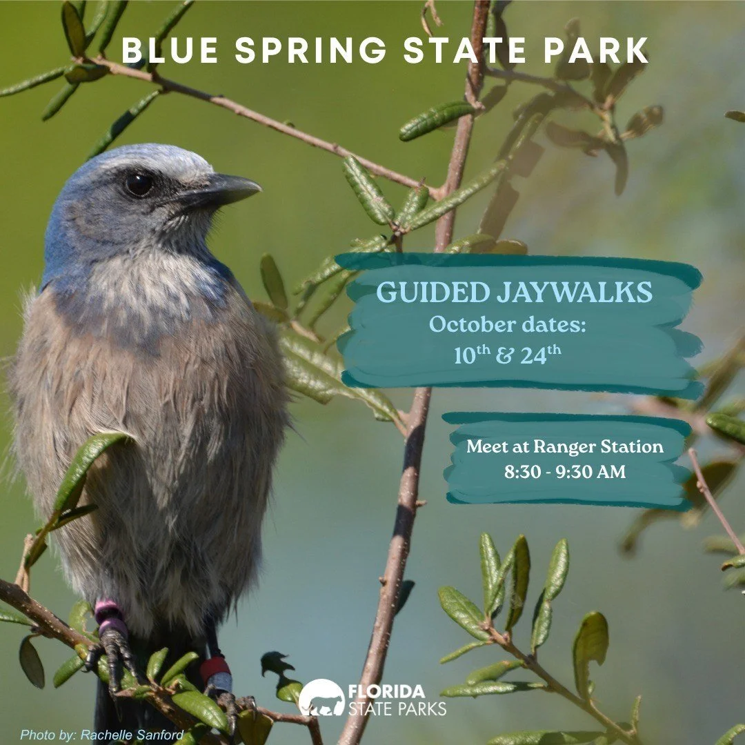 Guided Jay Walk