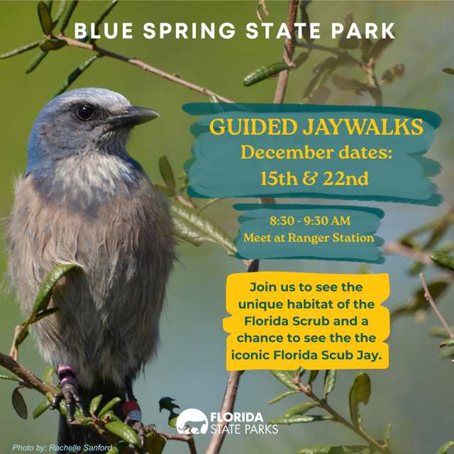Guided Jay Walk