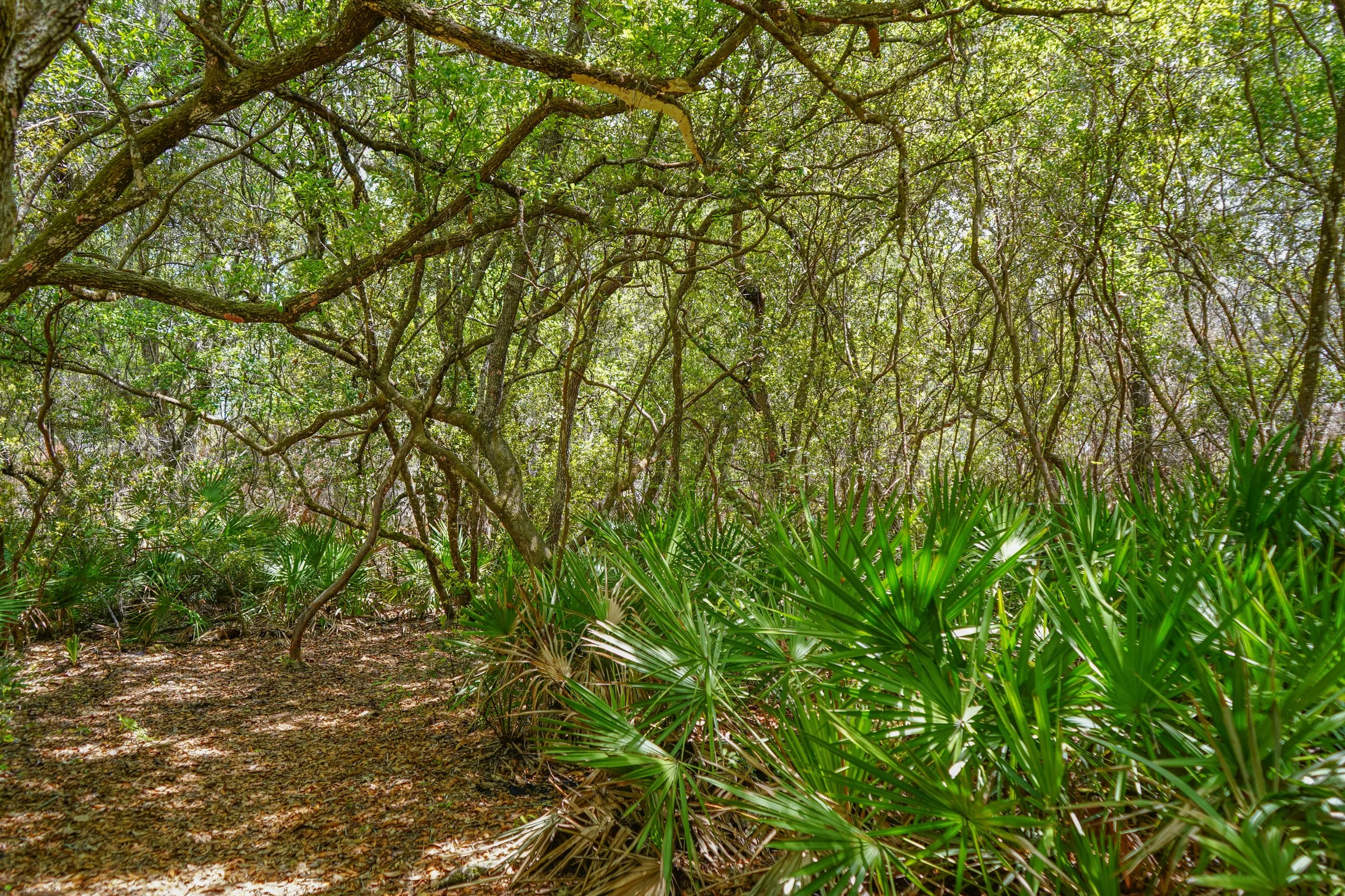 Stark Trail