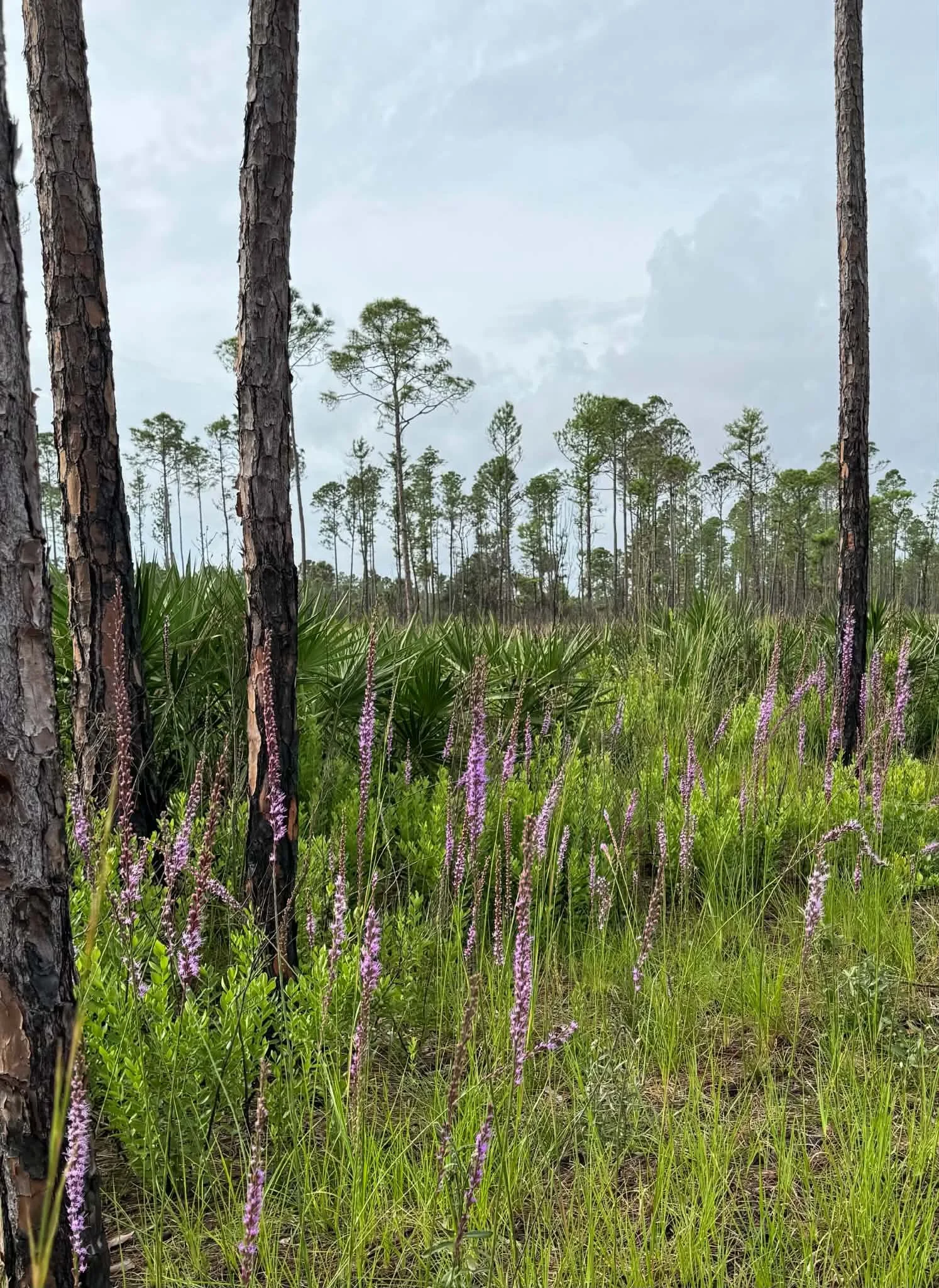 Pine Flatwoods