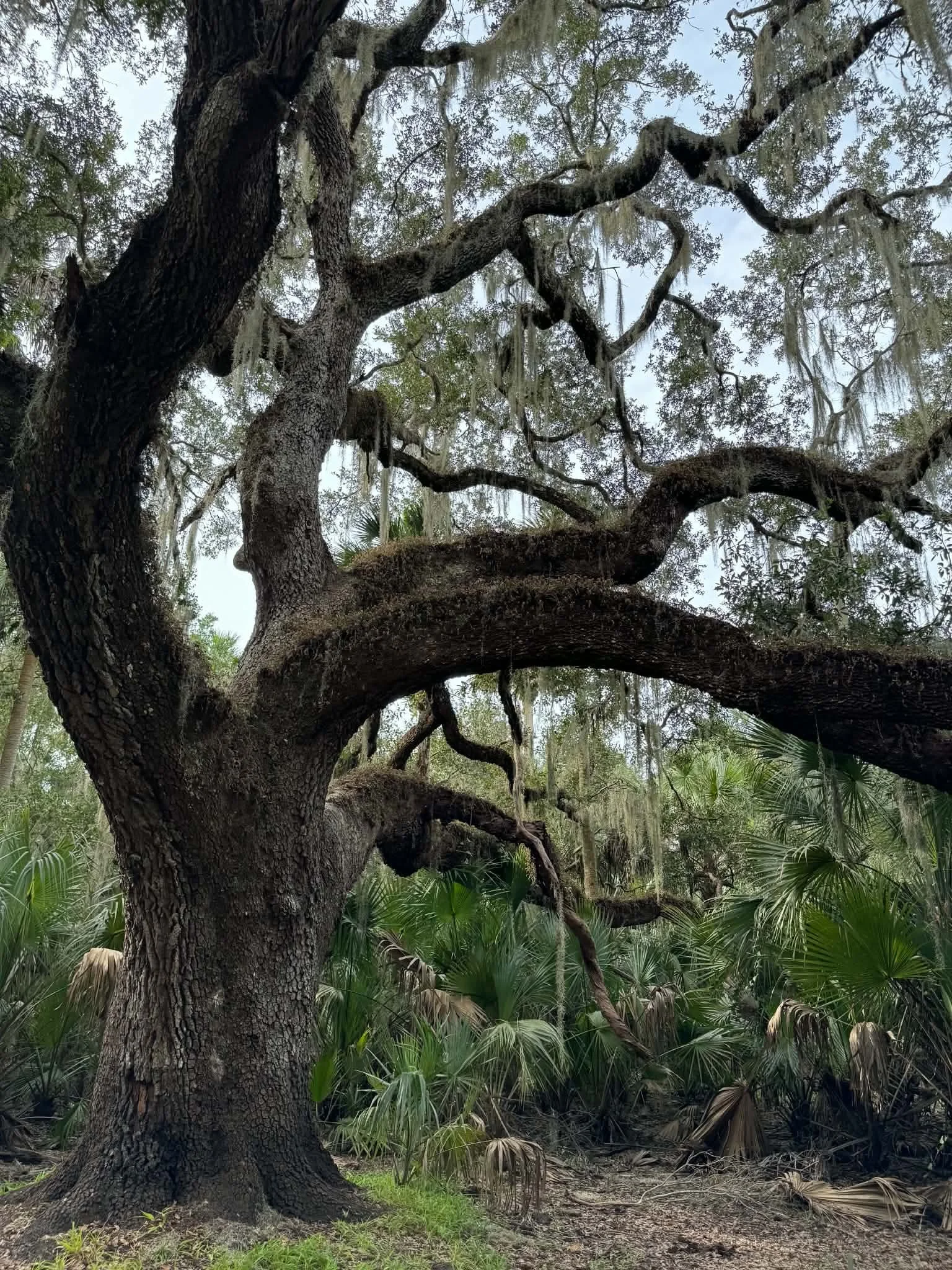 bearoak (2).jpeg