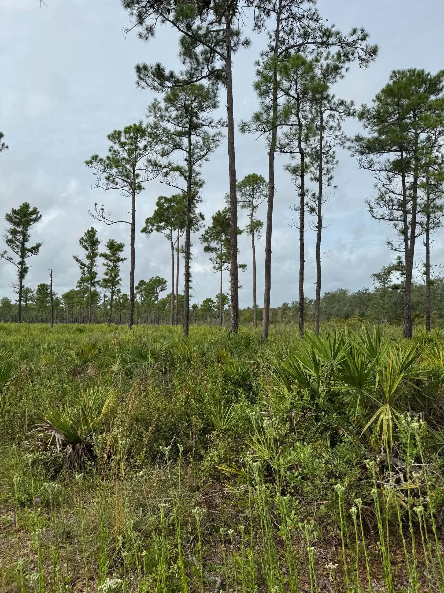 pineflatwoods (1).jpeg