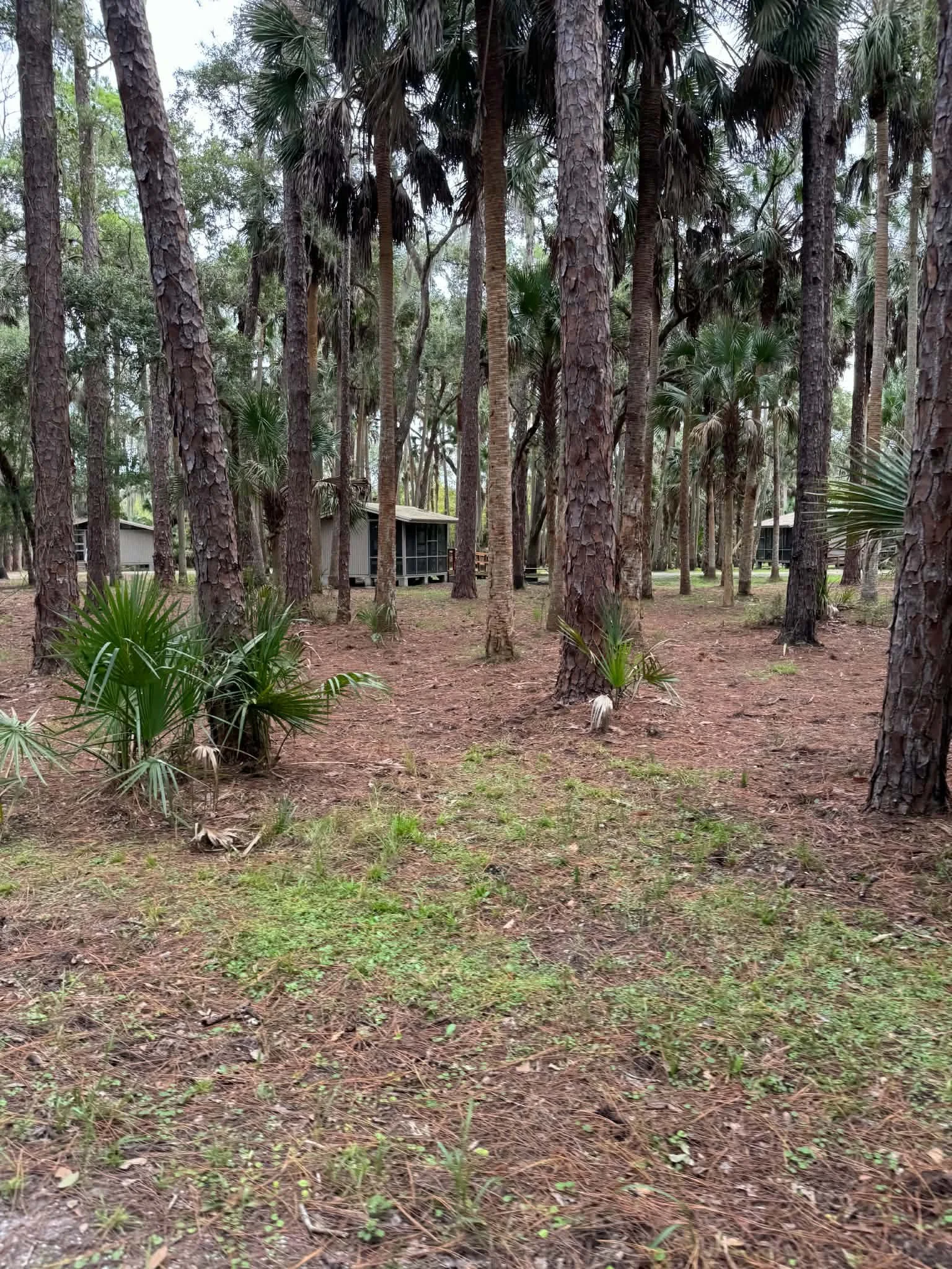 campground.jpeg