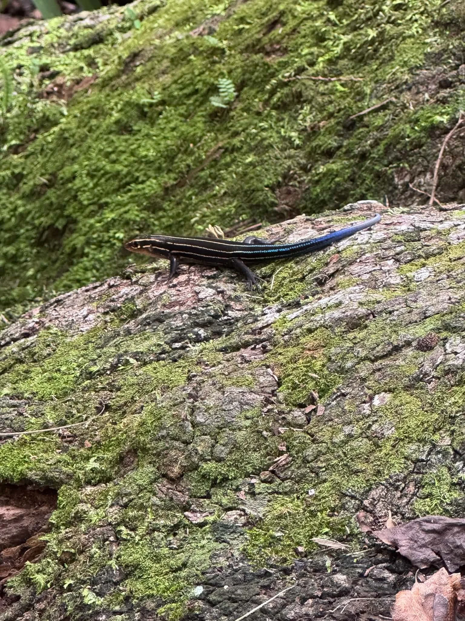 skink (1).jpeg