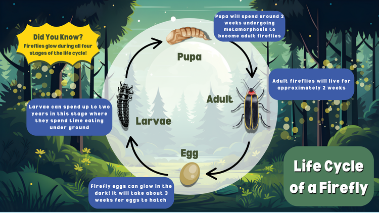 Firefly Nights — Friends of Blue Spring State Park