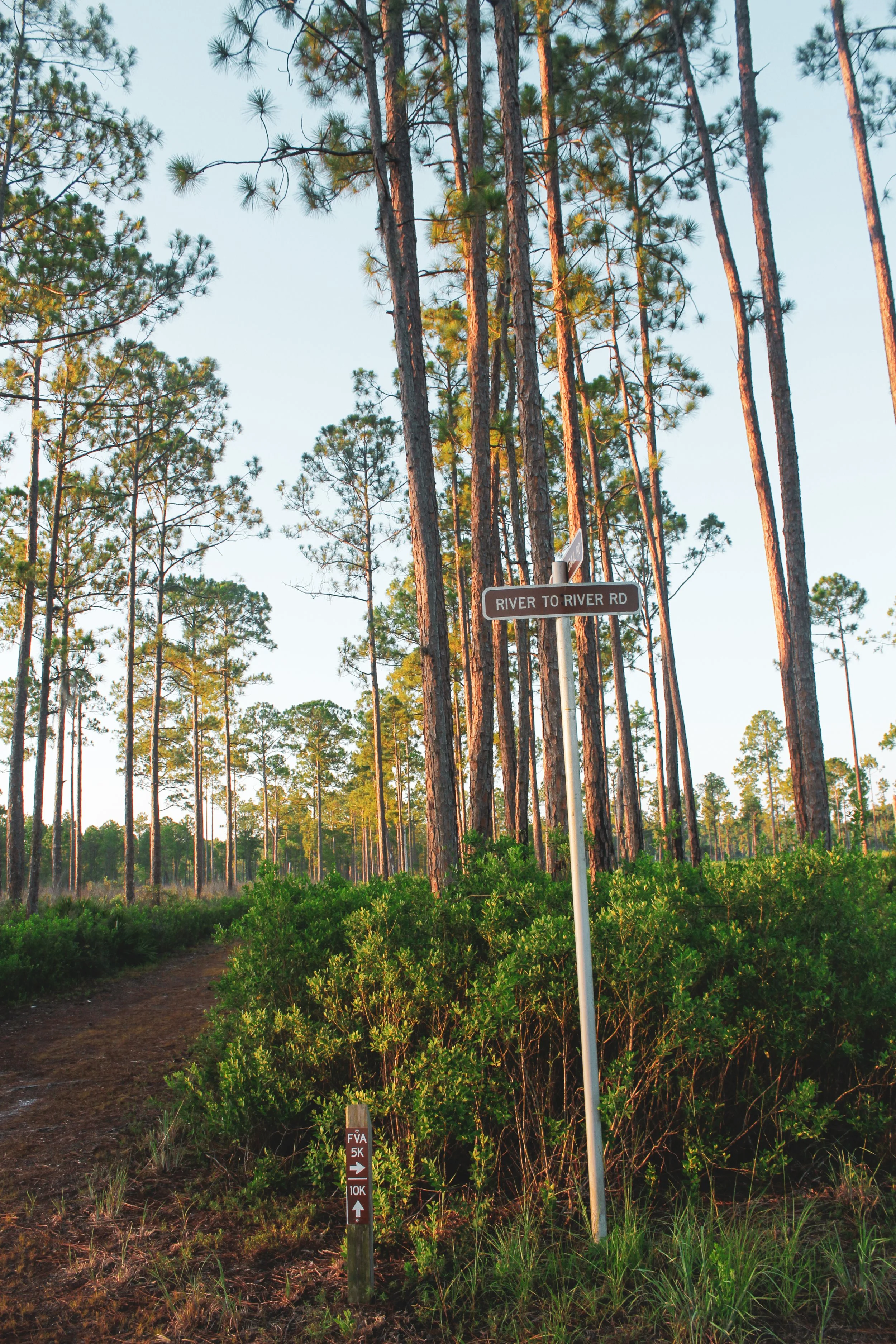 Flatwoods Trail @ Hontoon Island  (2).jpg