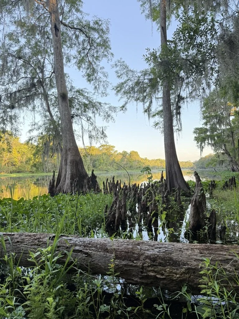 Hontoon Dead River  (1).jpeg