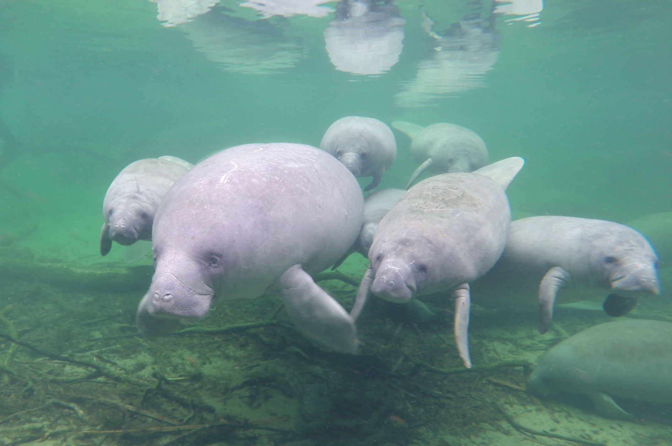 Group of manatees at Blue Spring by SMC (3).png