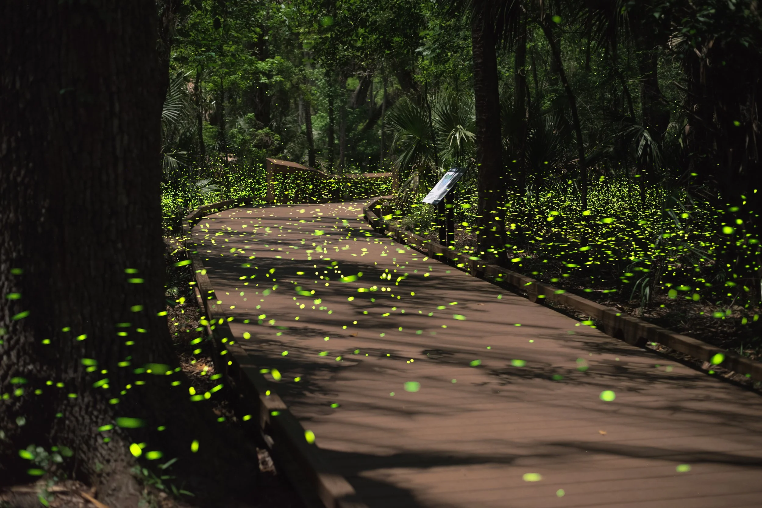 Firefly Nights Blue Spring State Park