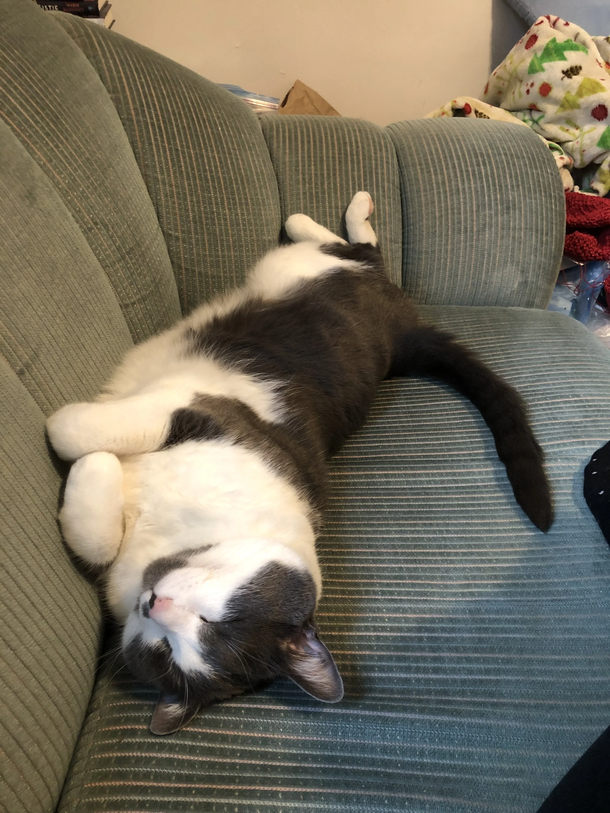 A grey and white cat lying on its back on a green couch, sleeping with its paws curled.