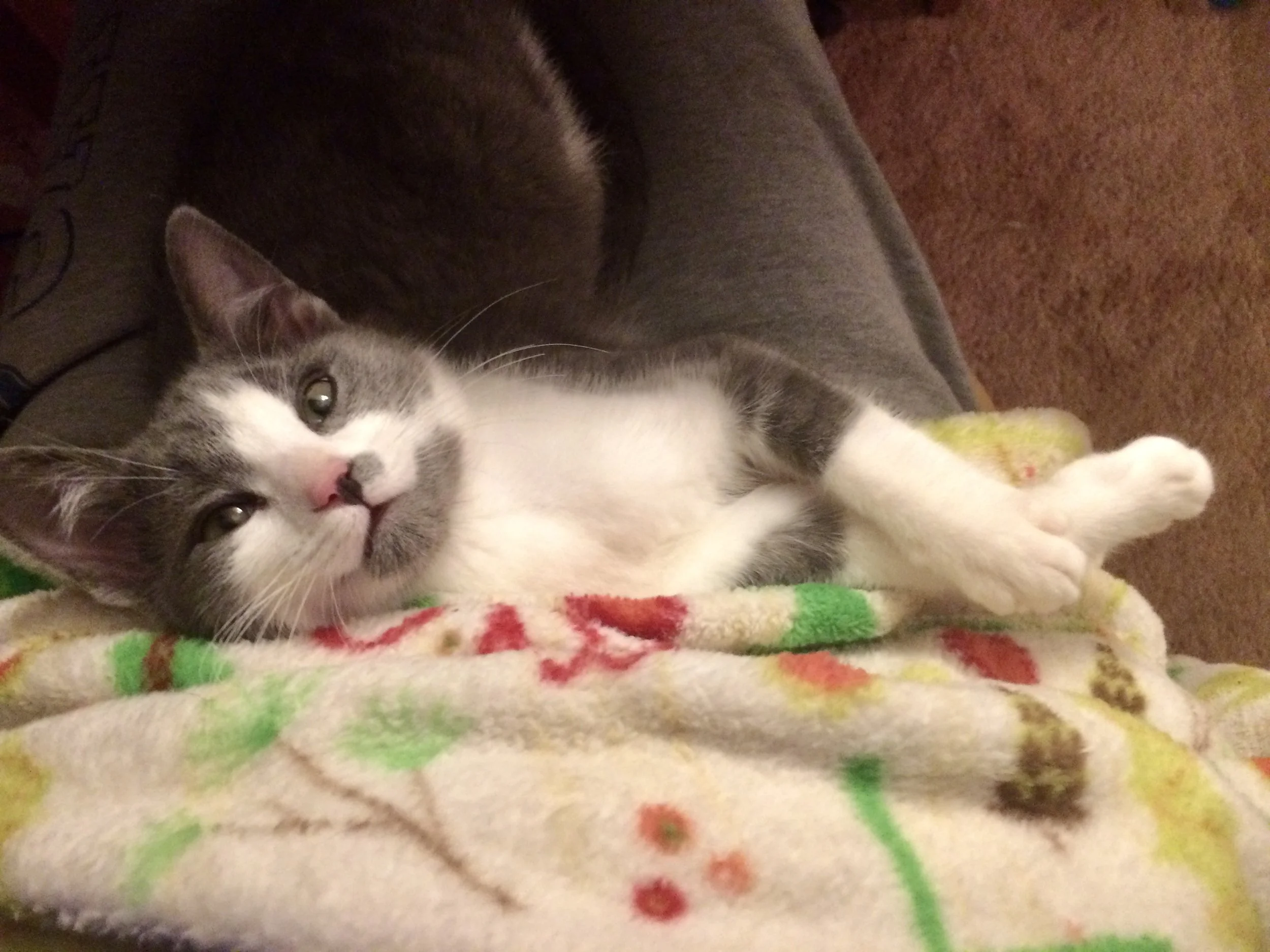 A gray and white kitten lying on a colorful blanket, looking at the camera with a relaxed expression.