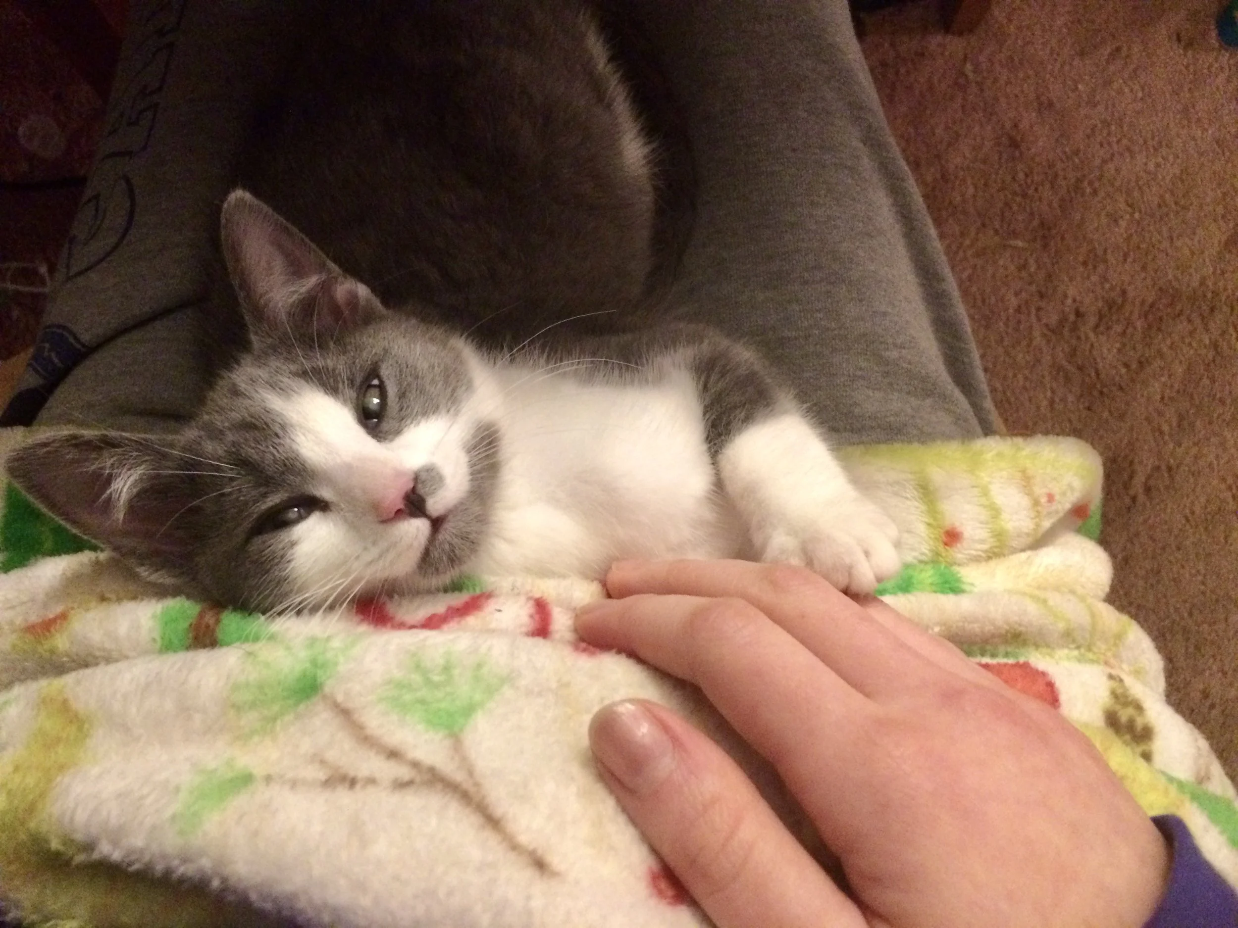 A gray and white kitten lying on a person's lap, with another darker gray cat curled up in the background, on a beige blanket with colorful patterns.