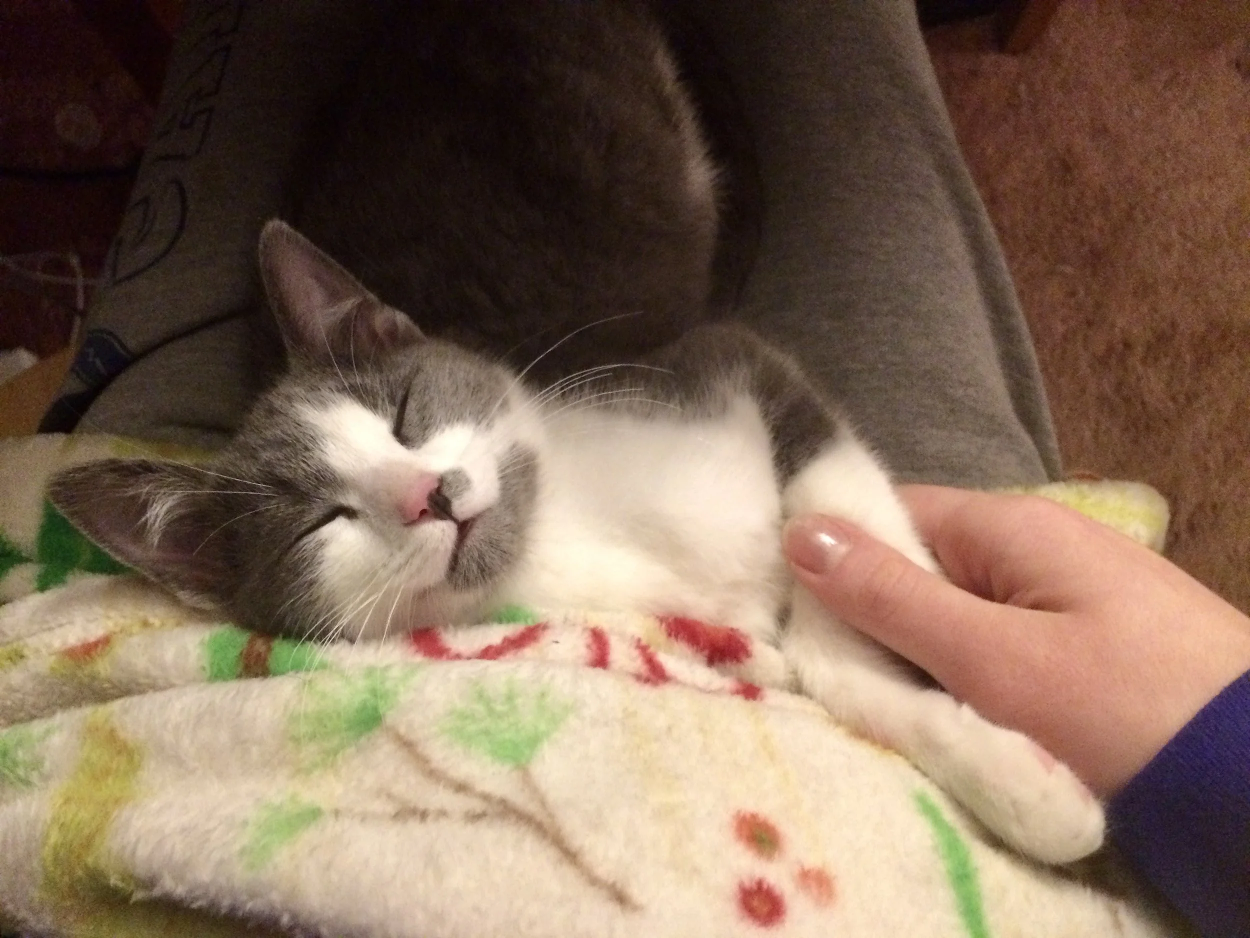 A gray and white kitten sleeping peacefully on a blanket held by a person in gray leggings, with another gray cat curled up nearby.