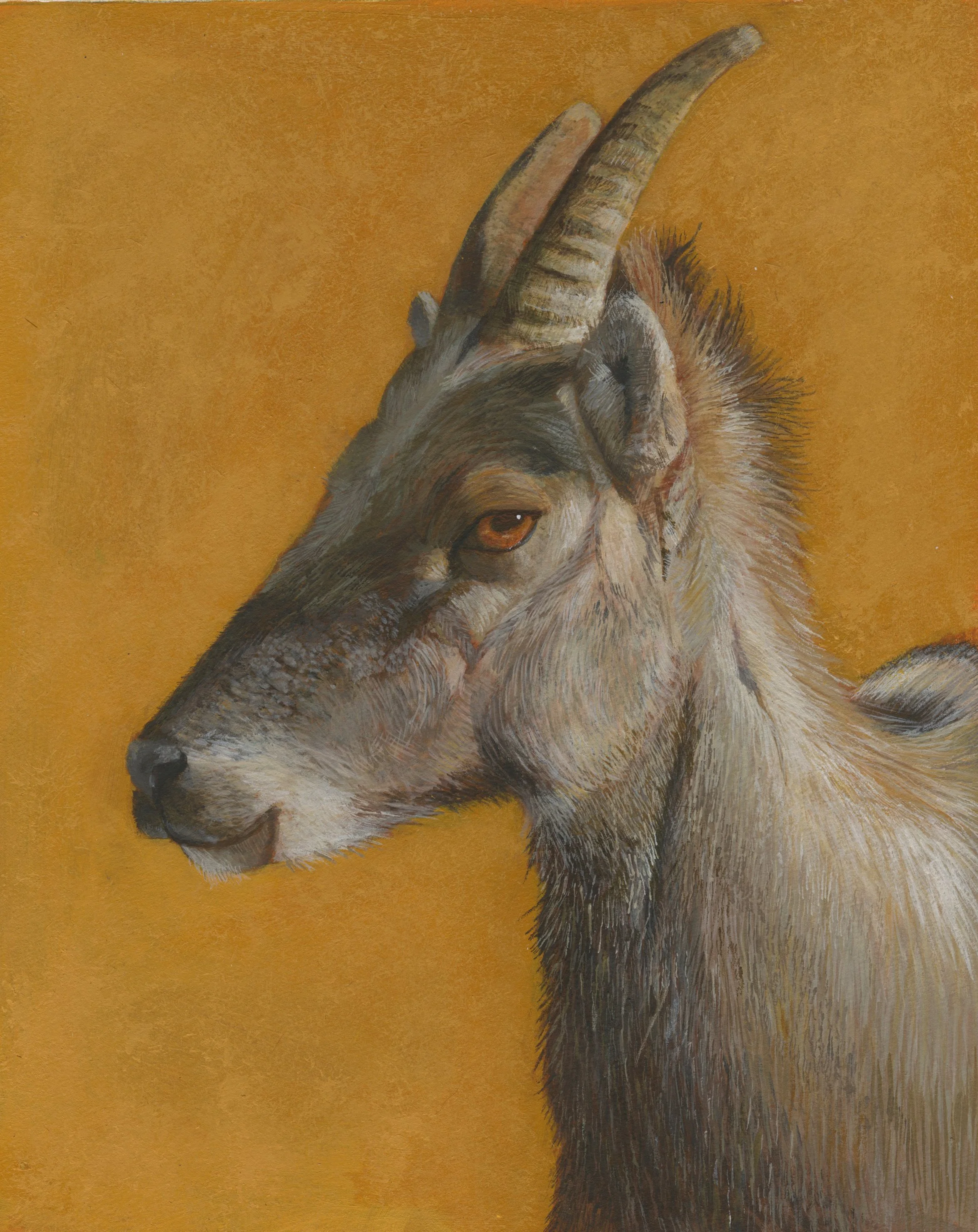 Golden Goat (2022) 
Acrylic 9" x12"