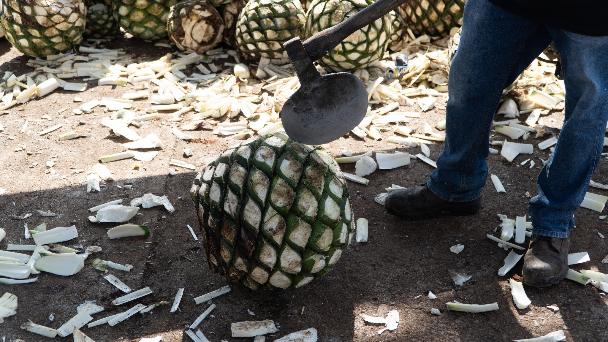 El coraz&oacute;n del tequila comienza aqu&iacute;: la pi&ntilde;a del agave. 🌿🔪 Antes de la cocci&oacute;n, algunas destiler&iacute;as retiran el cogollo, la parte central m&aacute;s fibrosa del agave. &iquest;Por qu&eacute;? Porque su alto conten