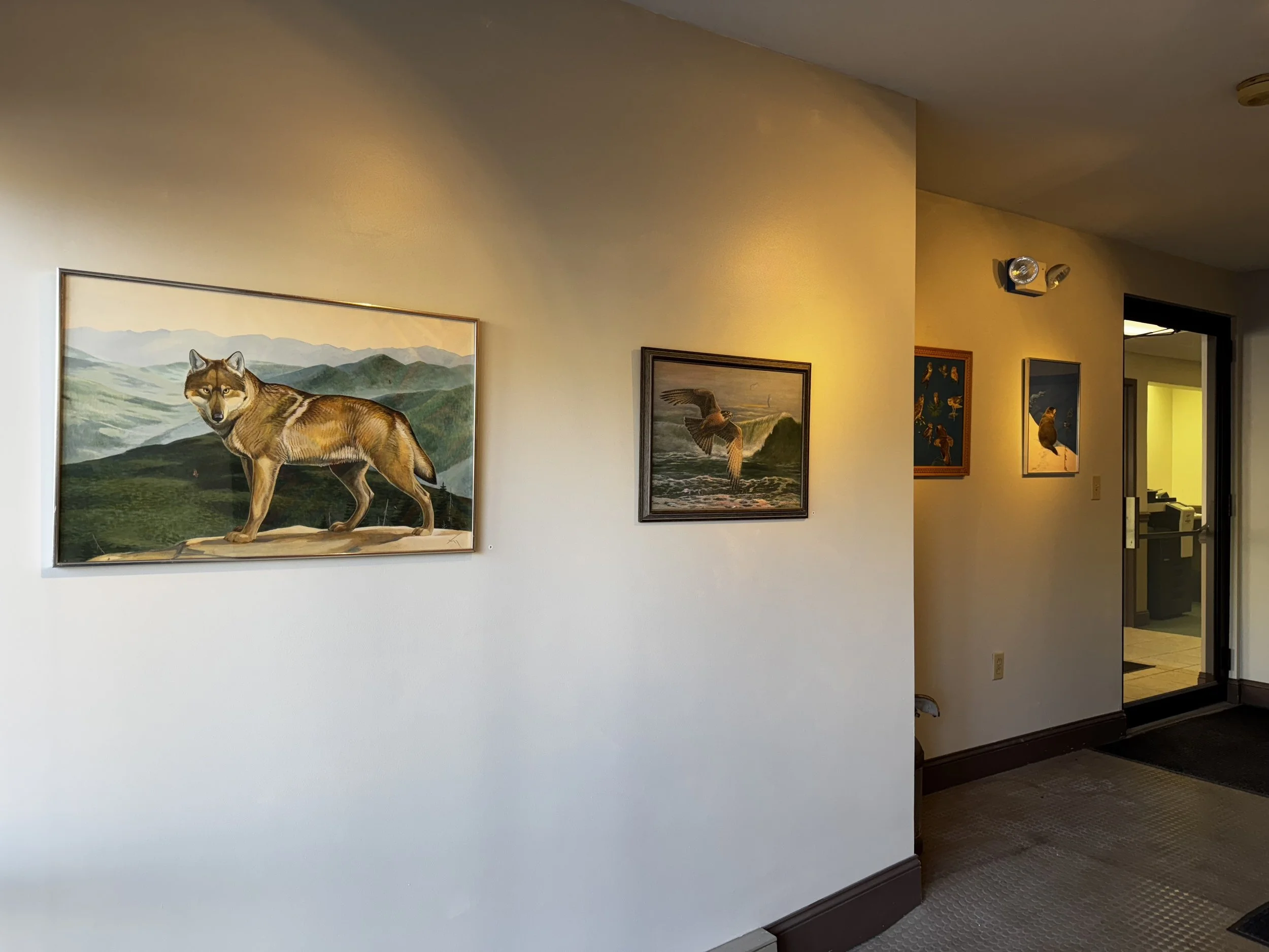4 wildlife paintings hanging on walls