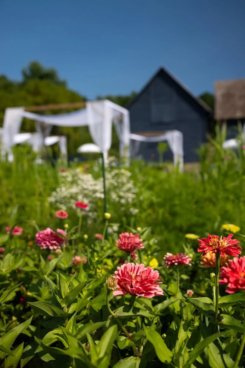flowers and barns at Teak and Thyme Farm