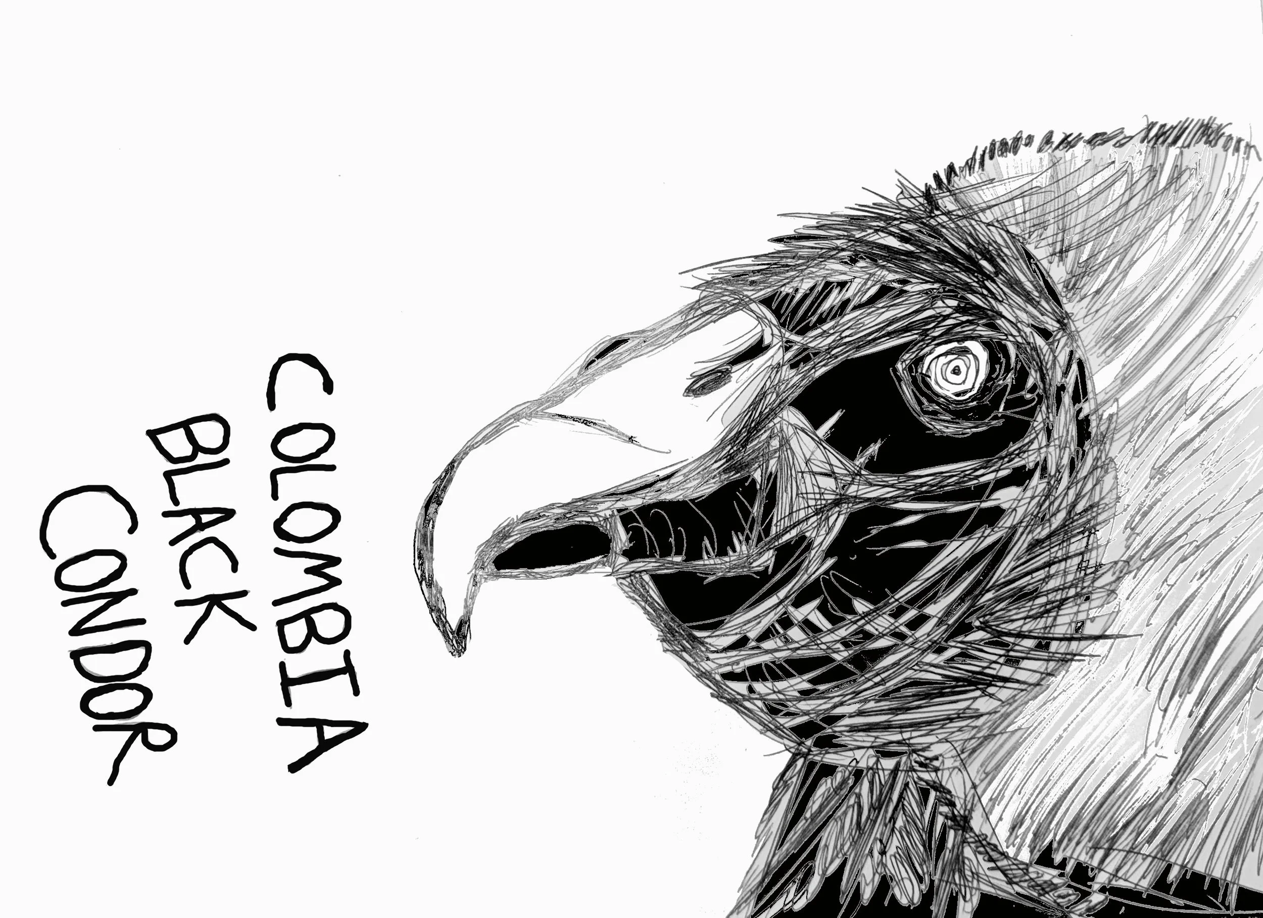 BlackCondor.jpg