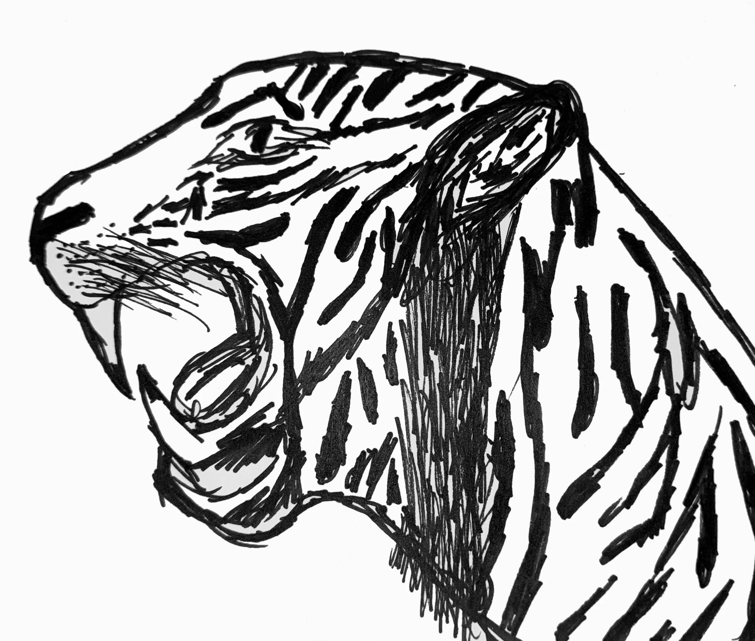 Tigercolombia.jpg