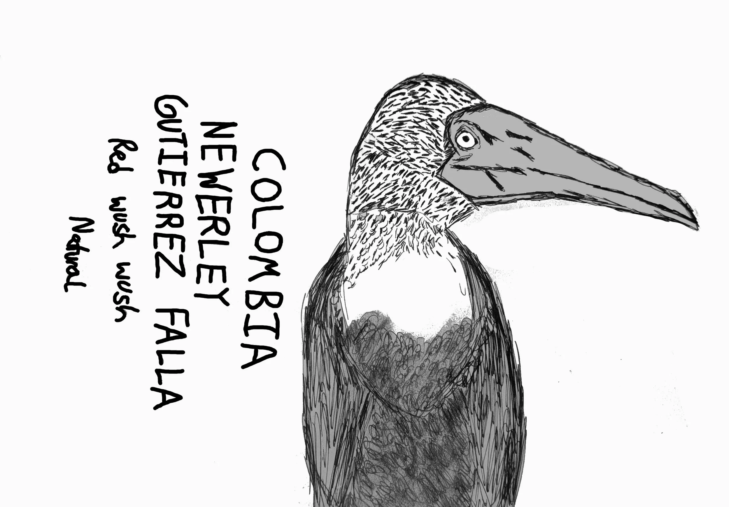 Colombia - Newerley Gutierrez Falla (Red Wush Wush Natural) (Tropical Fruits, Black Current, Grapes)