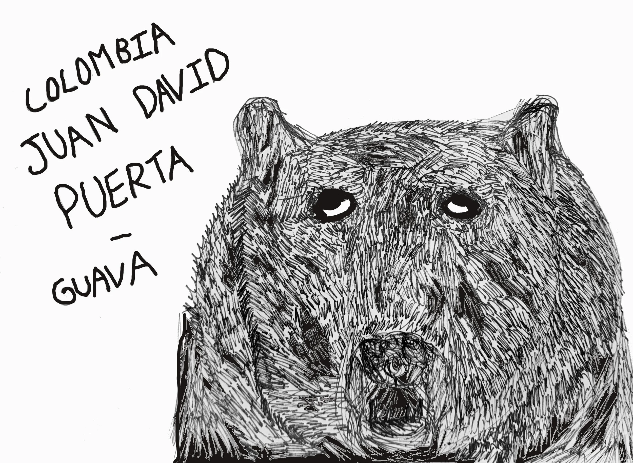 Colombia - Juan David Puerta (Castillo Honey "Araza" Guava Co-fermentation) (Guava, Raspberry, Papaya, Sweet Lime)