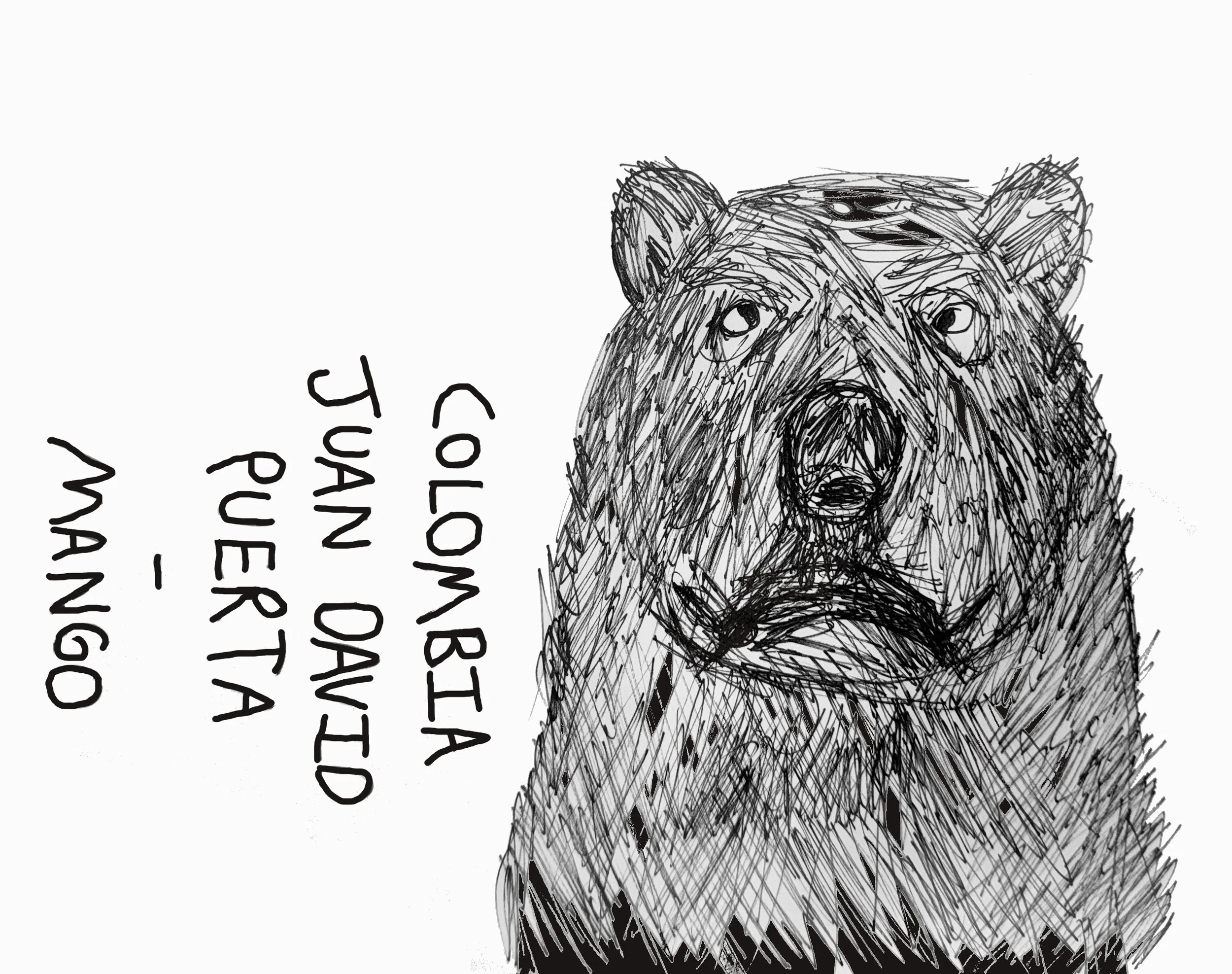 Colombia - Juan David Puerta (Castillo Honey Mango Co-fermentation) (Mango, Chocolate, Sweet Lime, Hibiscus)