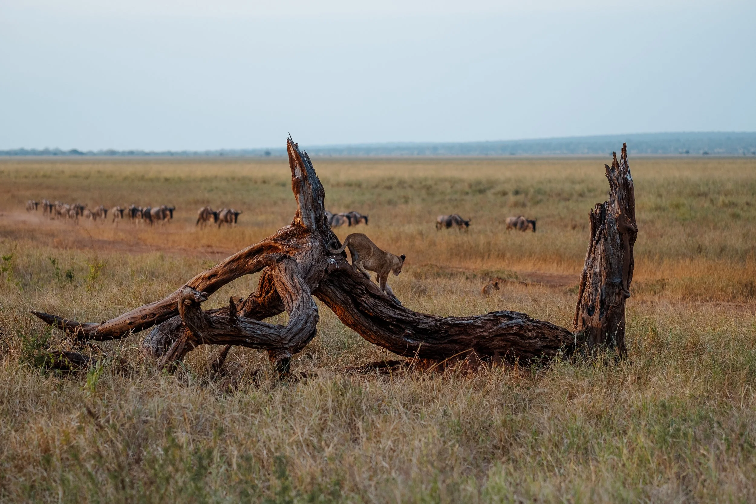 07132023-Tanzania - Vision Trip-Safari-Nathan Shain691.JPG