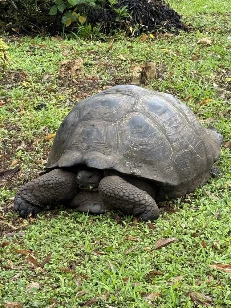Galápagos: Where Evolution Lives in Real Time
