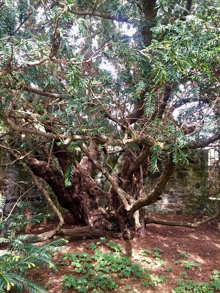 The Tree That Has Been Standing Since Before the Pyramids Were Built