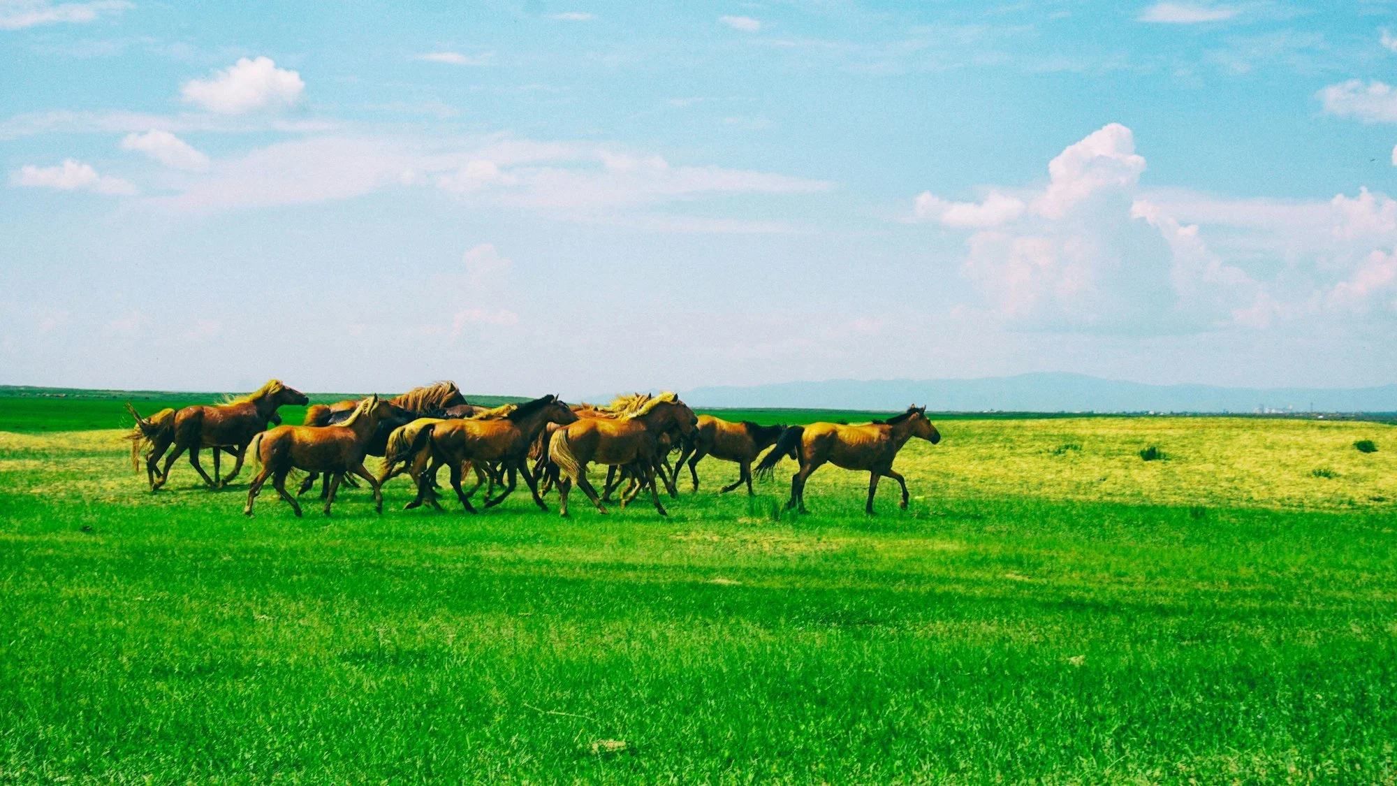 wild-horses-on-the-steppe.jpg