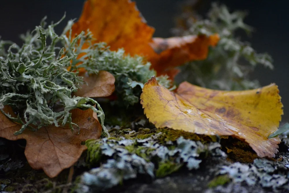 Autumn leaves and lichen