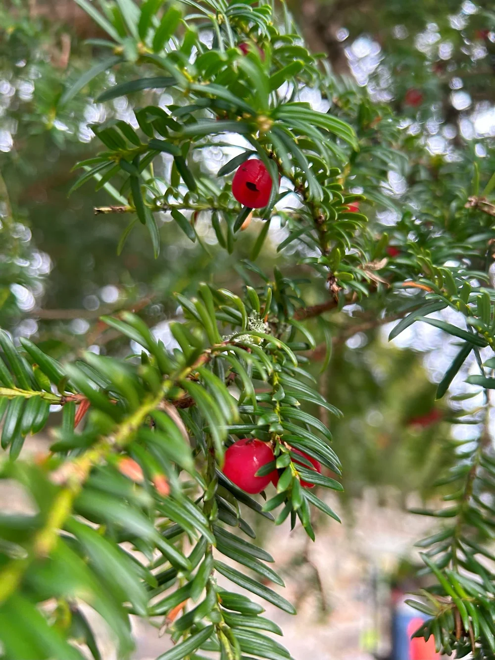 Red yew berries among green needles
