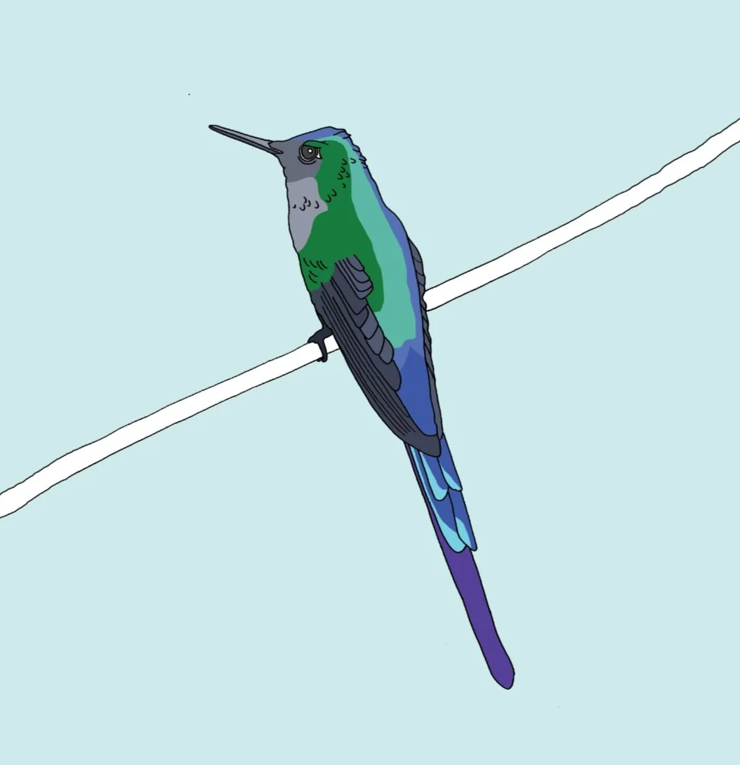 Violet-Tailed Sylph_Web.jpg