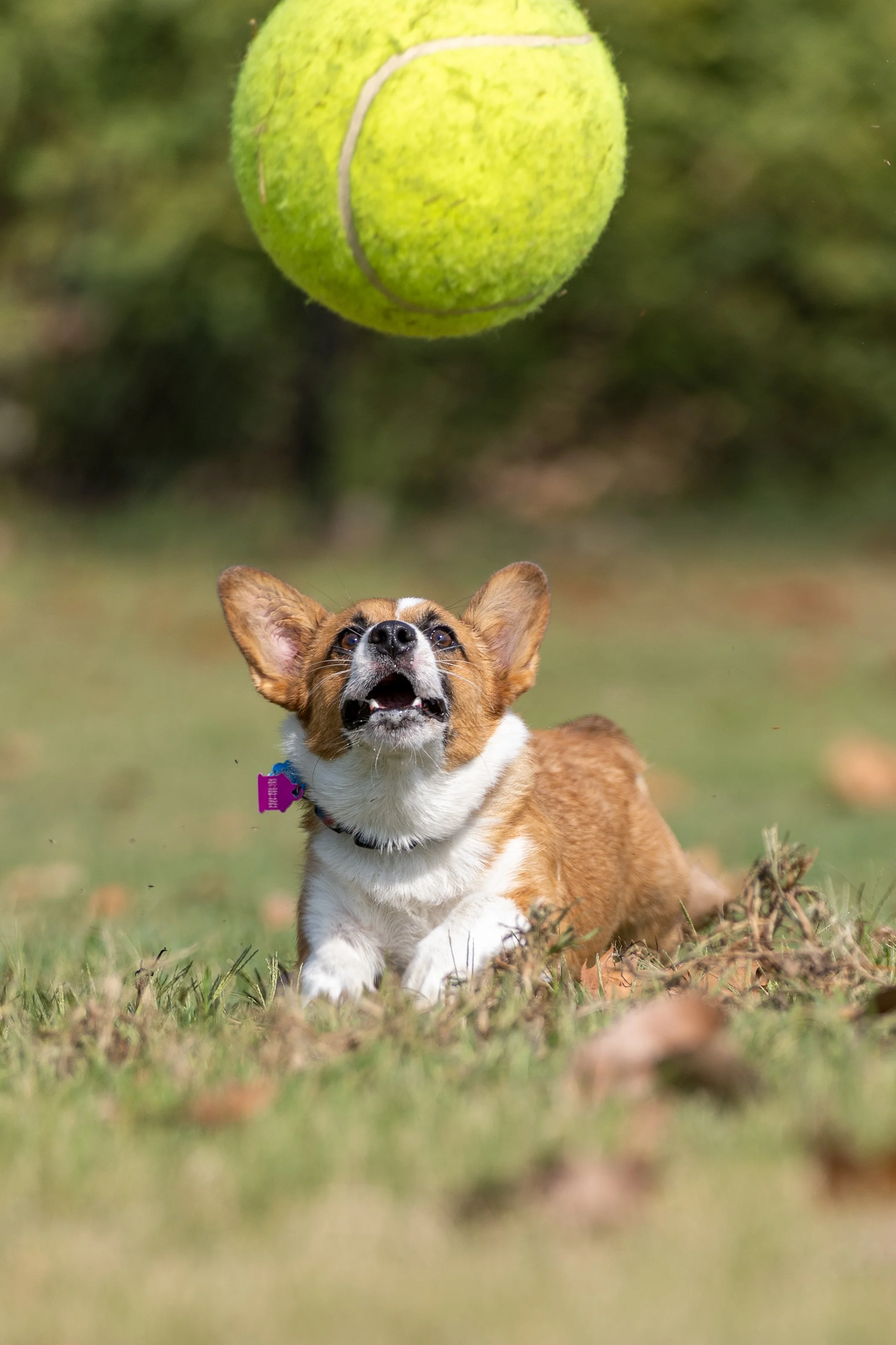 Pedro and Harley-5.jpg